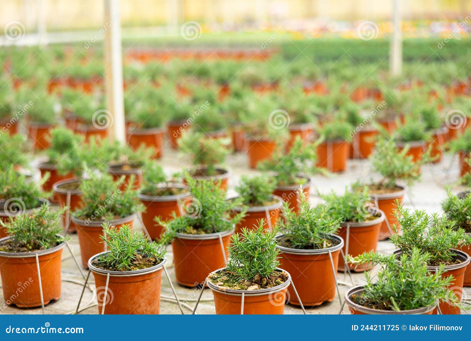Rows of Rosemary Growing in Pots Stock Image Image of environment