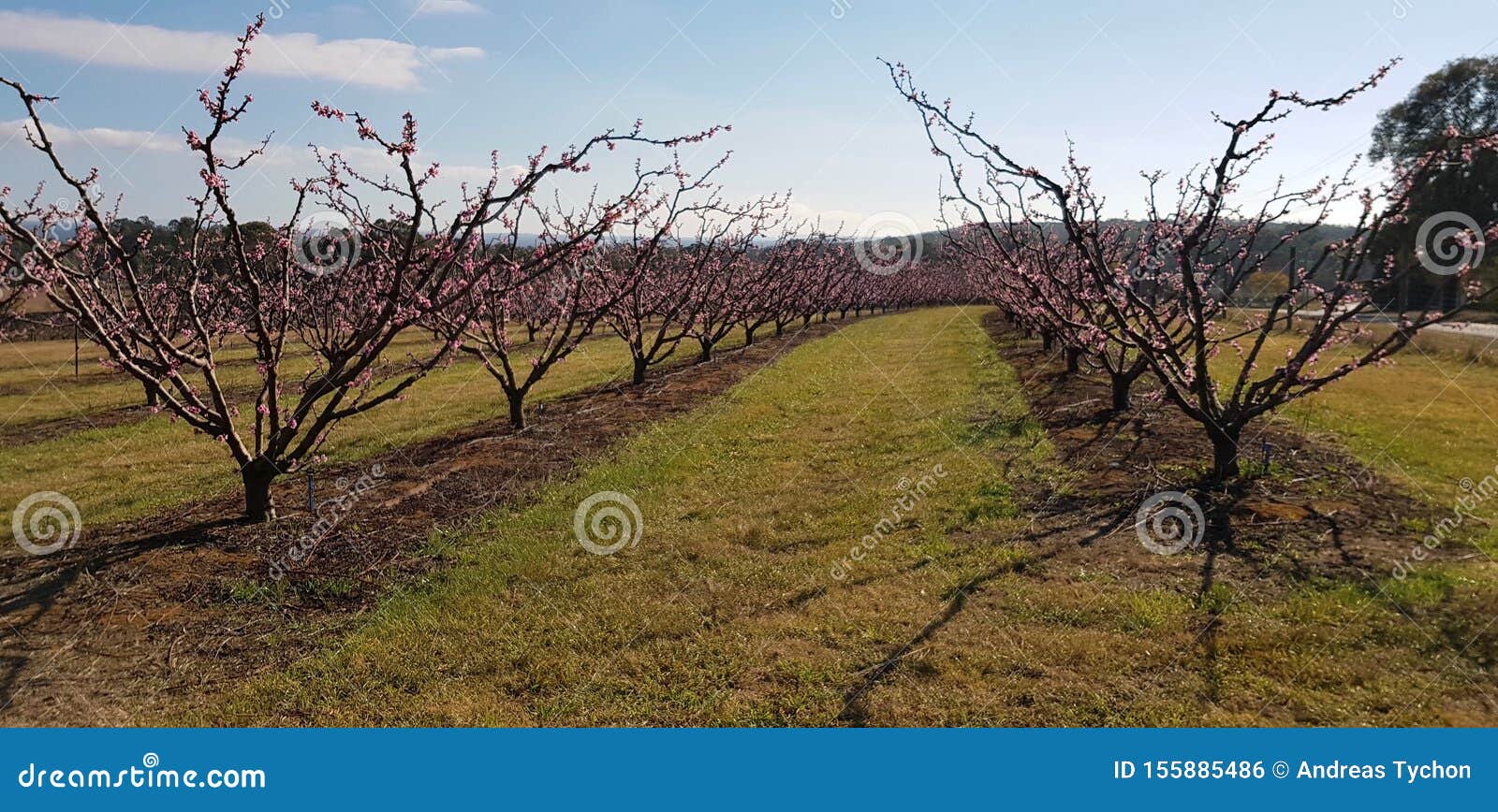 Rows of Stone Fruit Trees in an Orchard Stock Photo Image of orchard