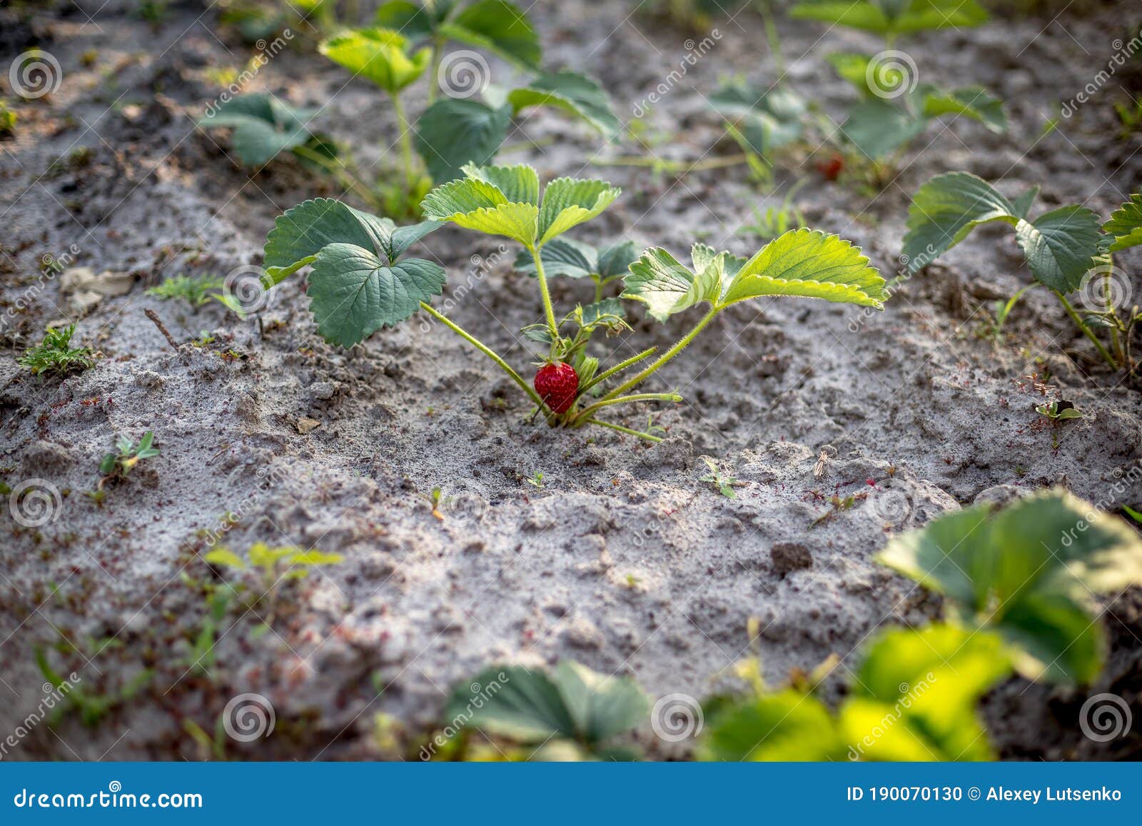 Rows of Strawberries in the Home Garden in Sandy Soil at Sunset Stock