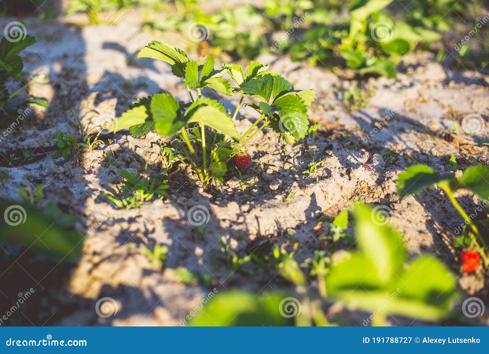 Rows of Strawberries in the Home Garden in Sandy Soil at Sunset Stock Image Image of freshness