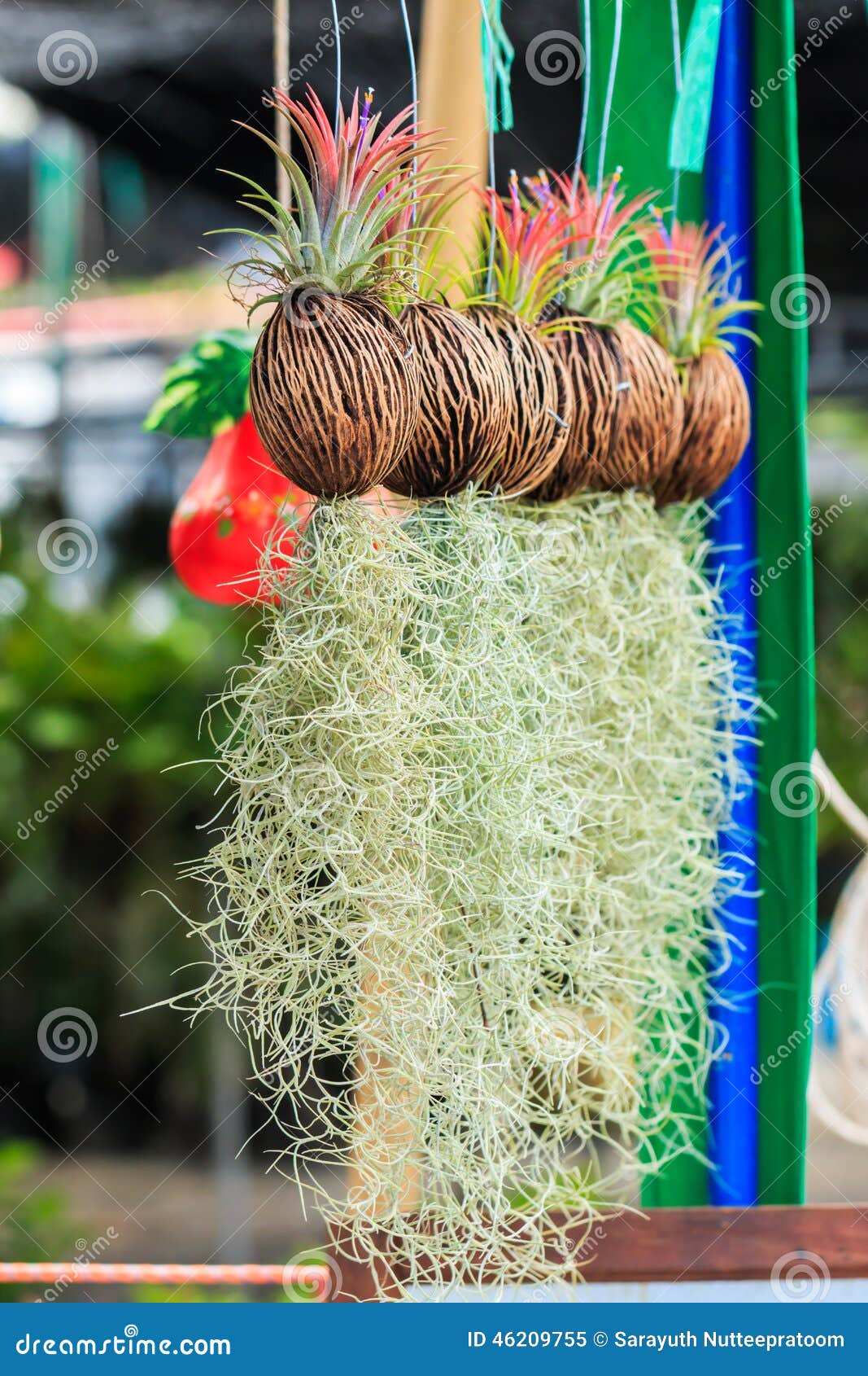 Rows of Tillandsia and Spanish Moss Remix Stock Image Image of gray