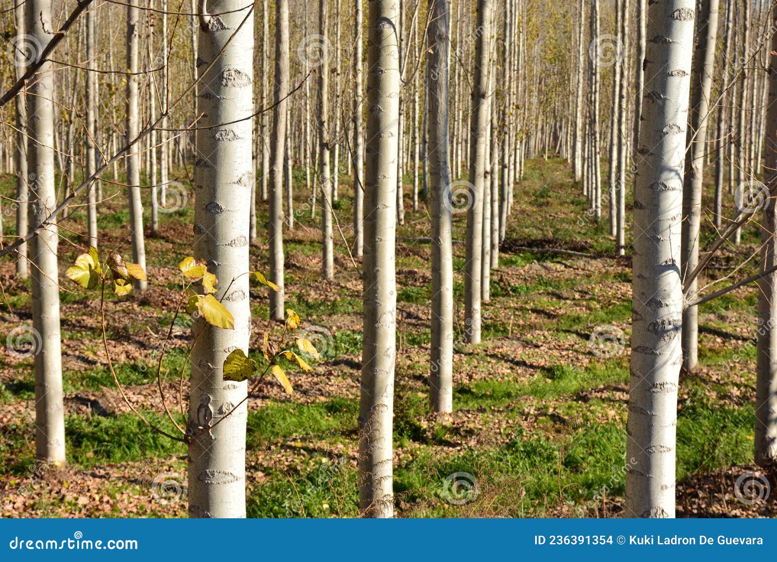 poplar forest in autumn