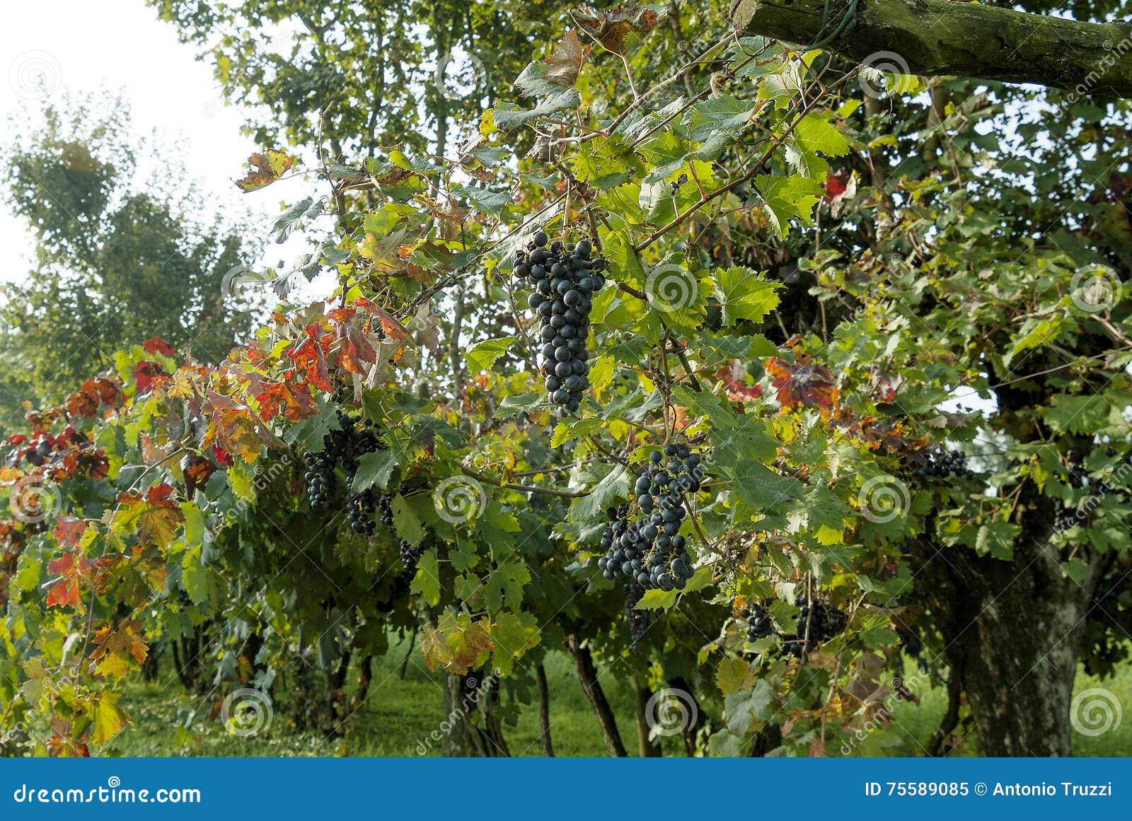 Rows of Vine with Lambrusco Grapes Stock Image Image of plant