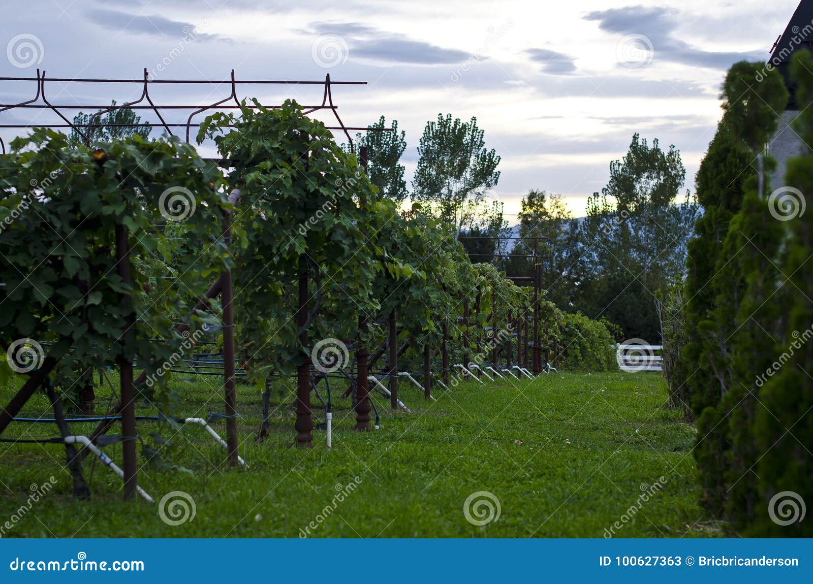 Vine Rows at the Vineyard stock image. Image of grow 100627363