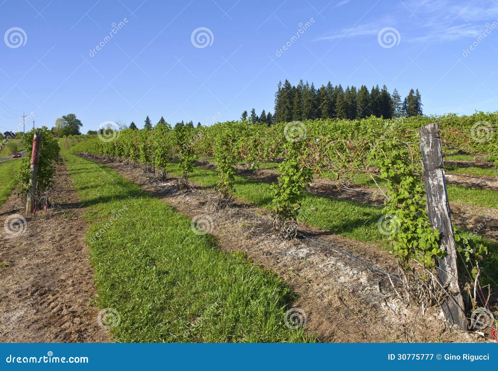 Rows and Vines of Raspberry Field. Stock Image Image of outdoors, raspberry 30775777