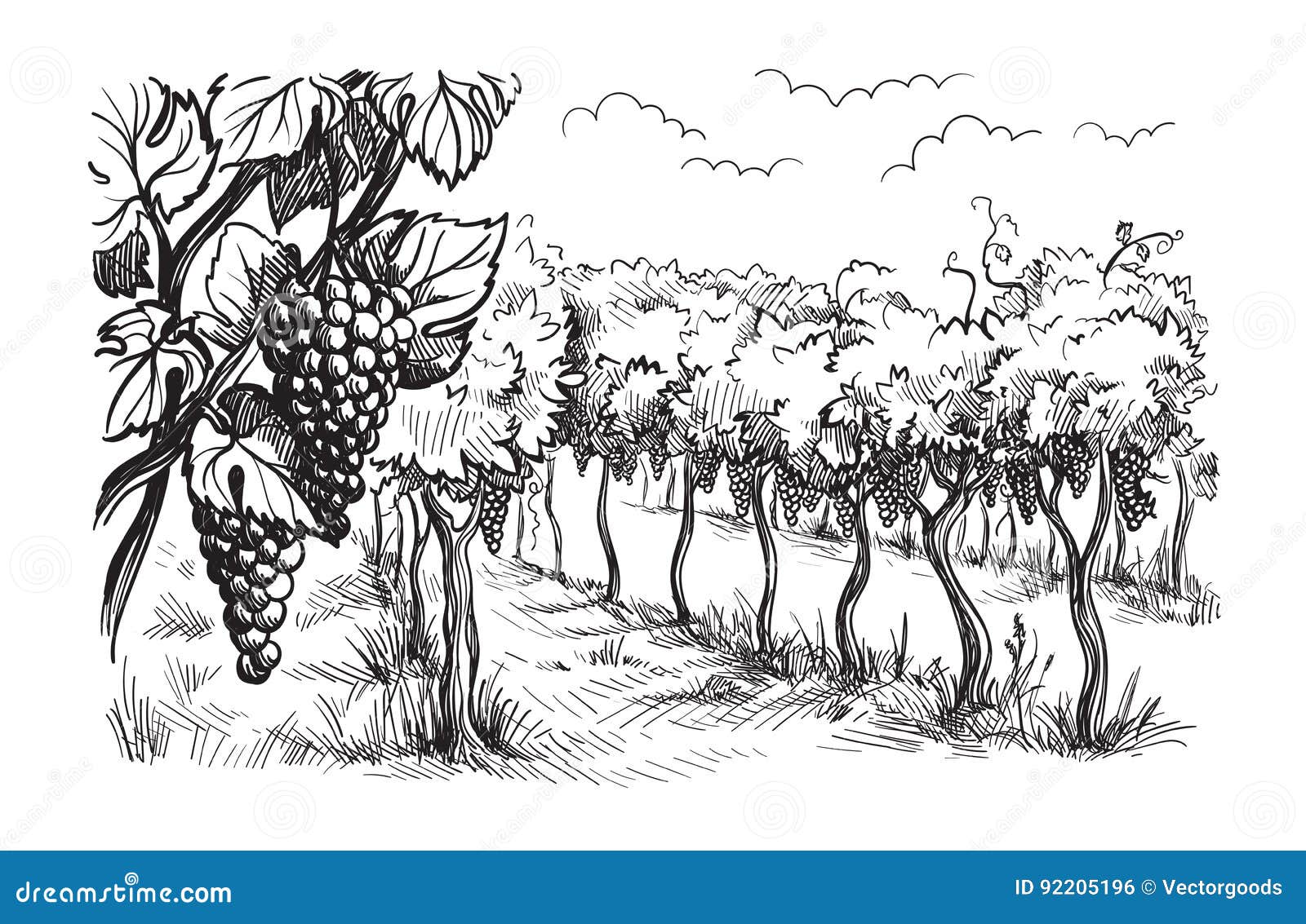 rows of vineyard grape plants
