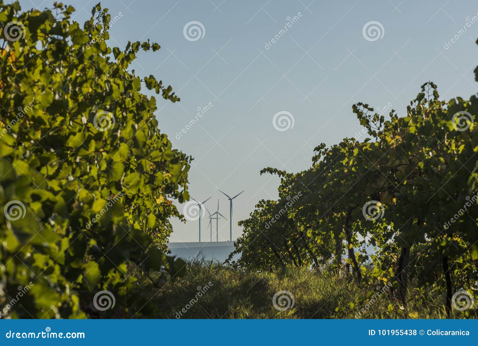 rows-of-vineyard-before-harvesting-royalty-free-stock-photography