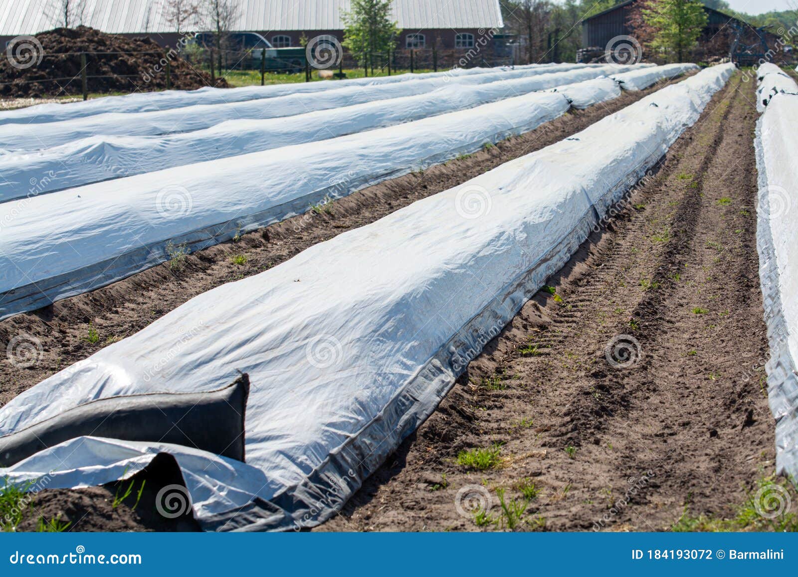 Rows Of White Asparagus Plants Growing Under Plastic Film On Small Farm Stock Photo Image Of Healthy Growing 184193072,Transplanting Yucca
