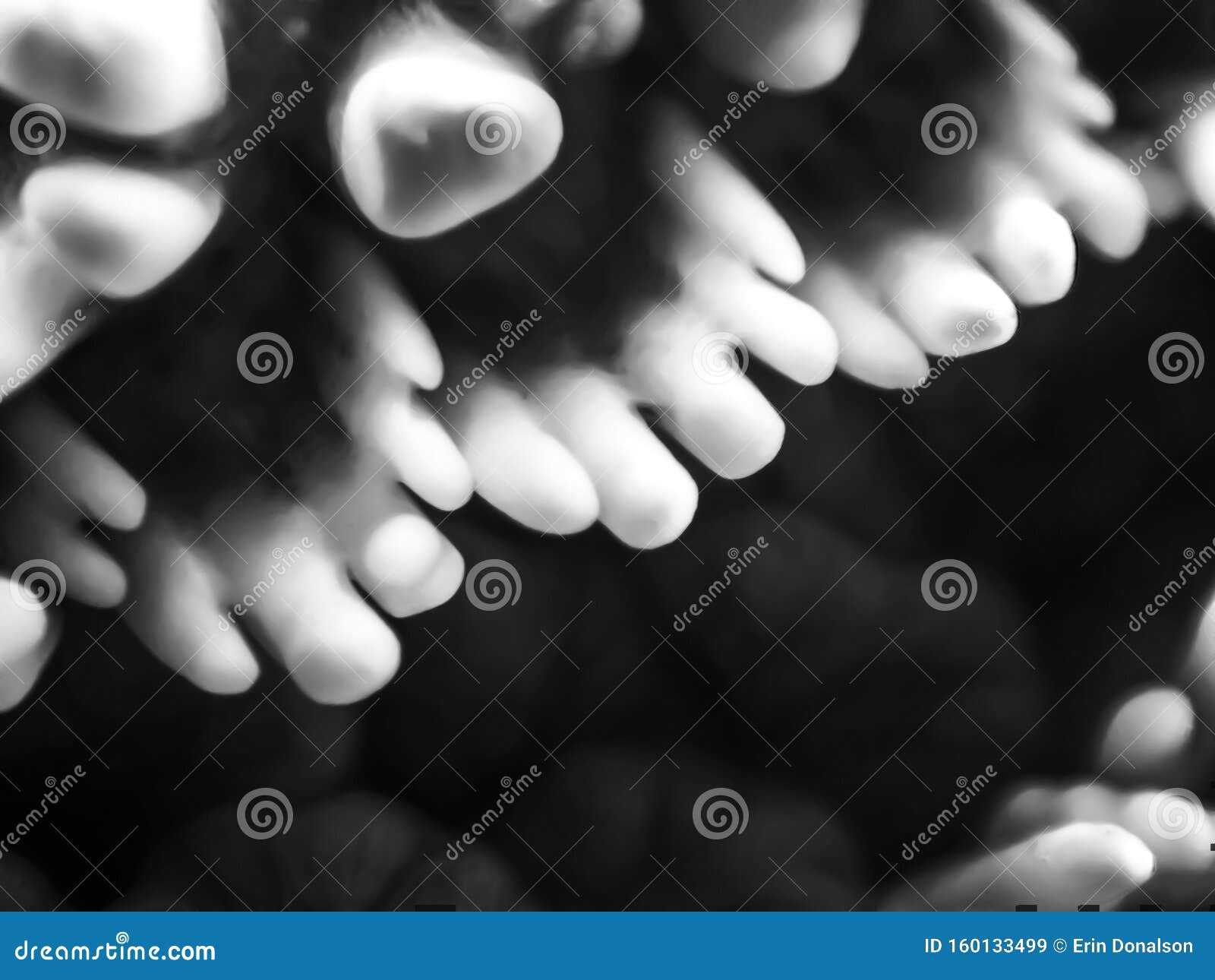 rows of white tooth like forms protect soft feet in starfish macro