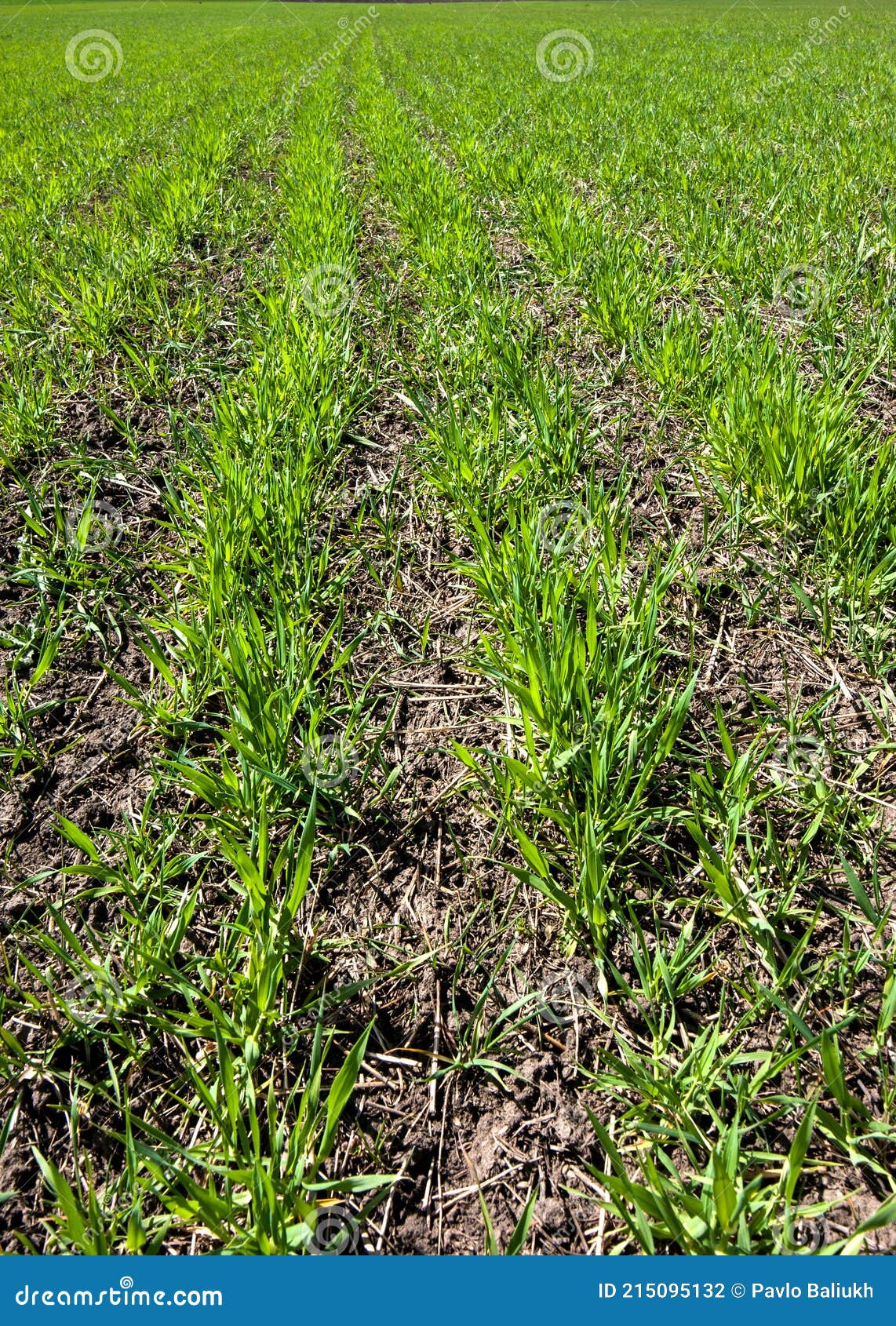 Rows of Winter Wheat, Foliar Feeding during Tillering Stock Photo