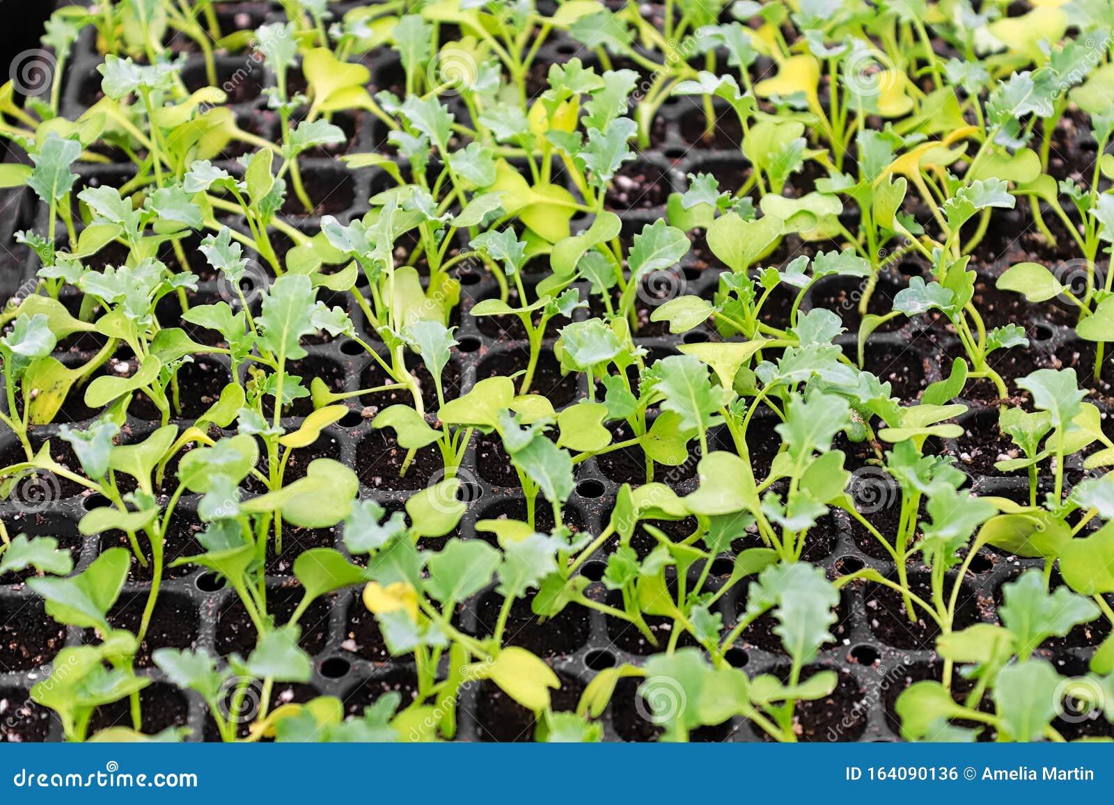kale seedlings falling over kale seedlings falling over