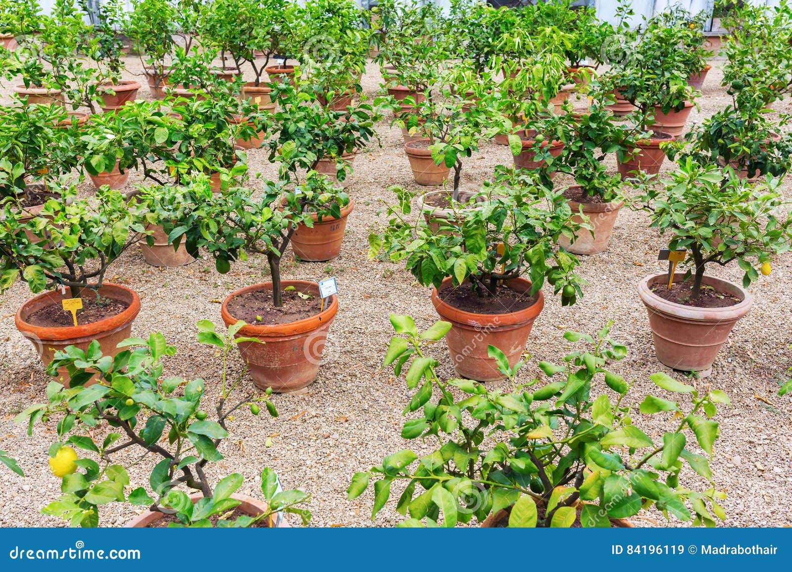 Rows of young citrus trees stock image. Image of evergreen 84196119
