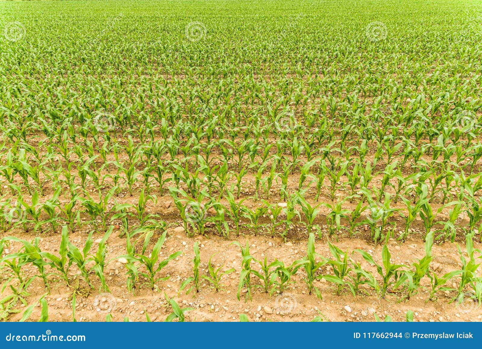 Rows of Young Corn Growing on a Field Stock Photo Image of natural