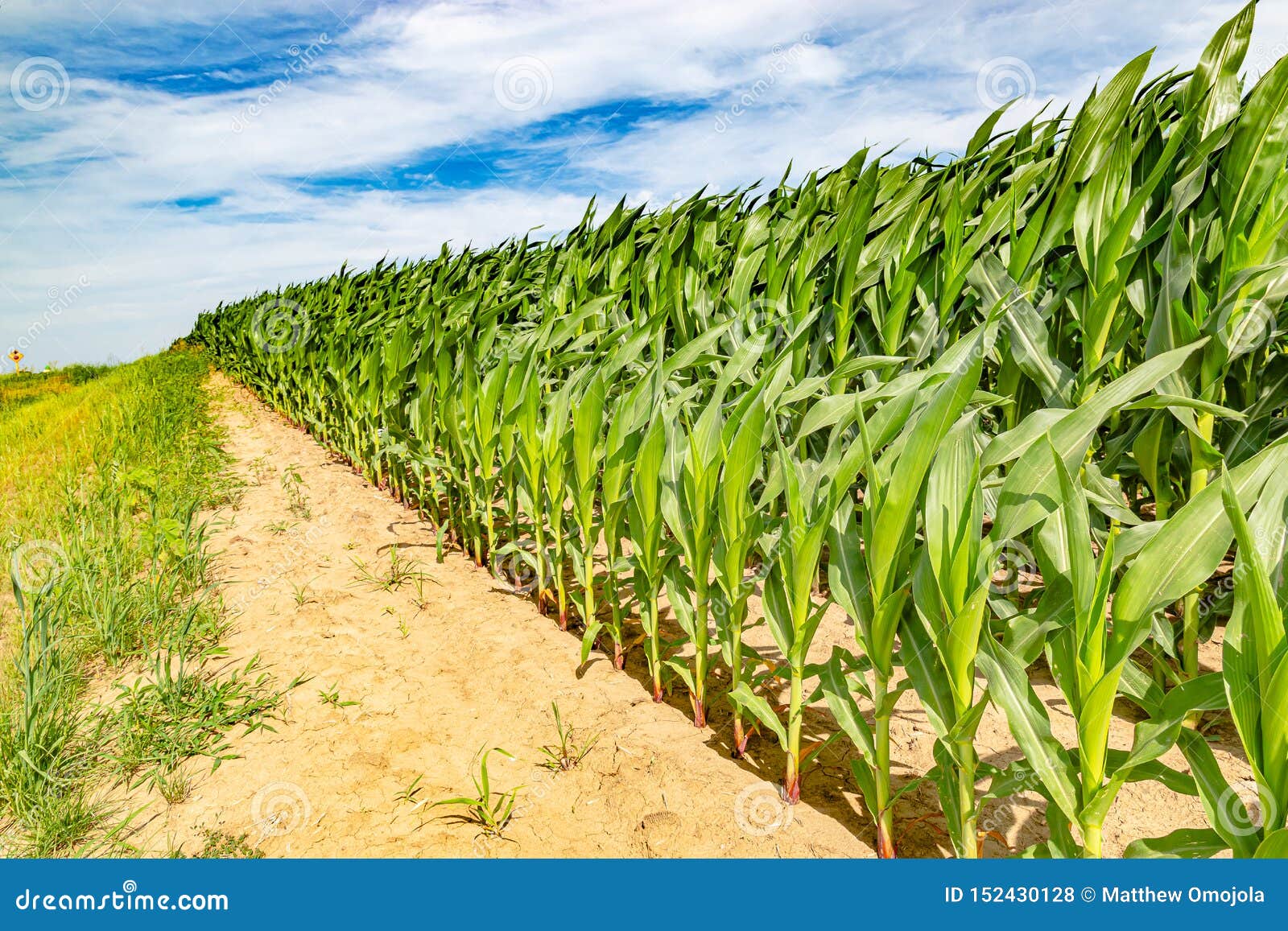 Rows of Young Corn or Maize on a Farm Stock Photo Image of close, young 152430128