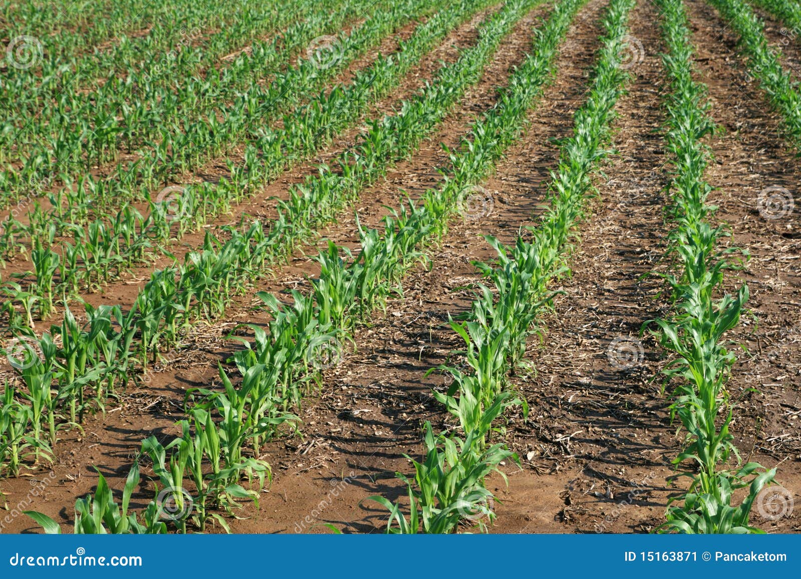 Rows Of Young Corn Plants Stock Image - Image: 15163871