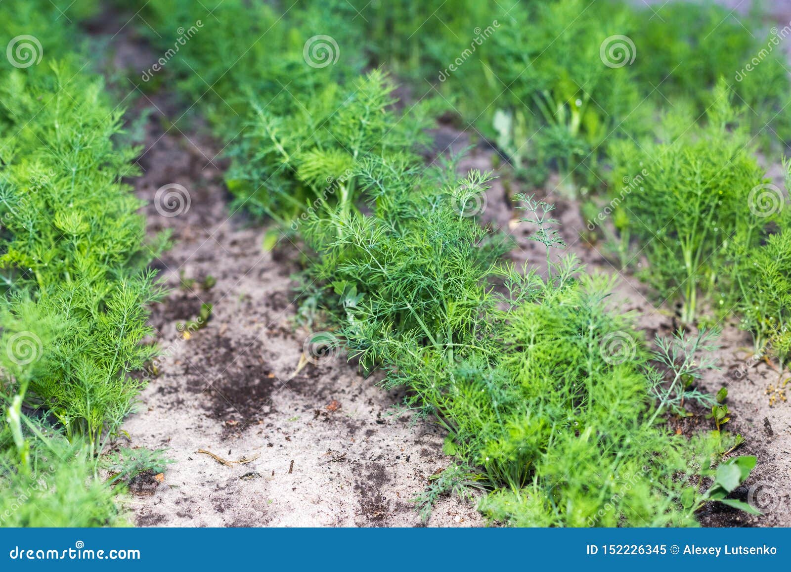 Rows of Young Dill in the Garden Stock Image Image of farming, branch