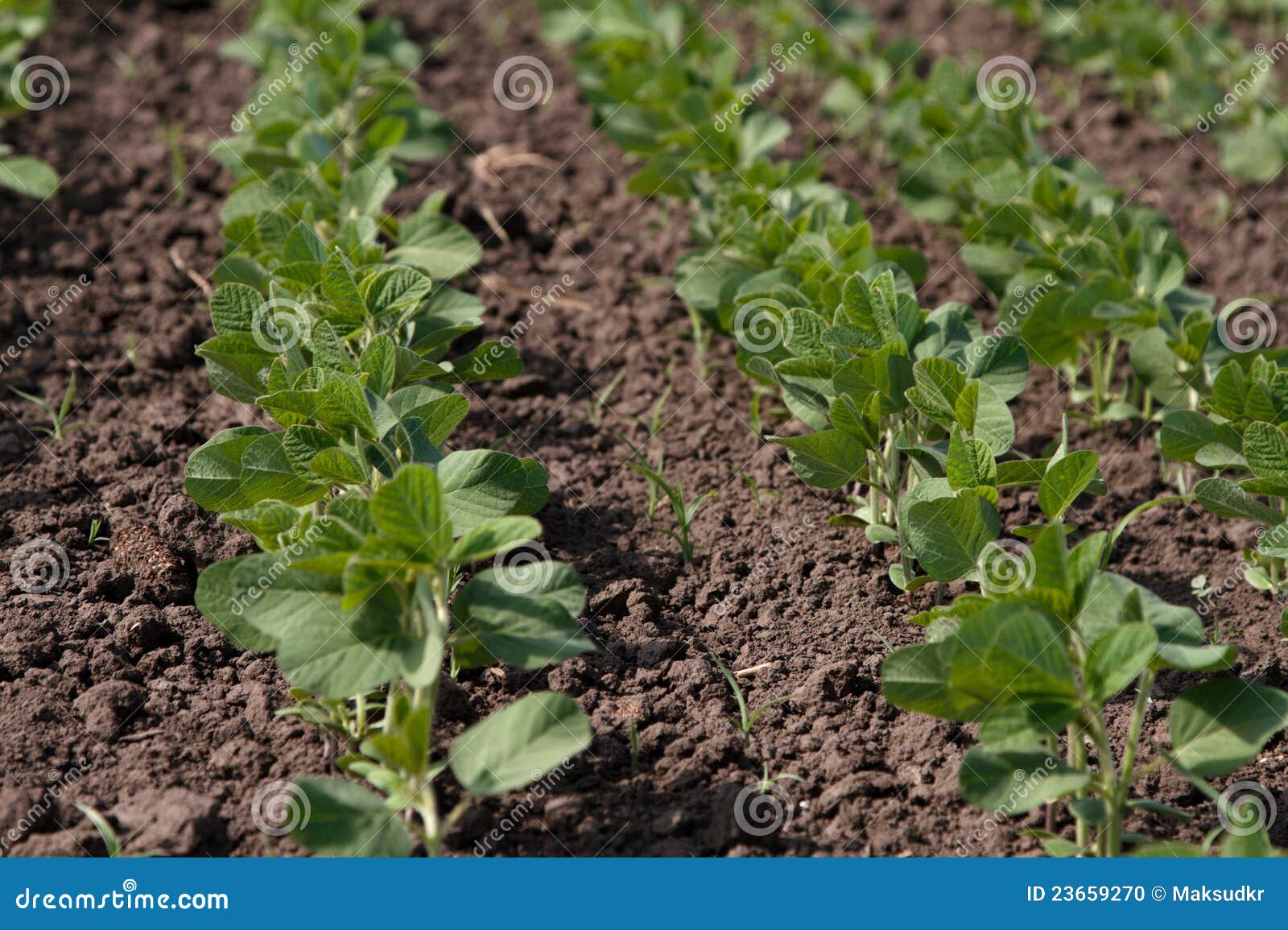 Rows of Young Green Soybean Plants Stock Photo Image of horizontal