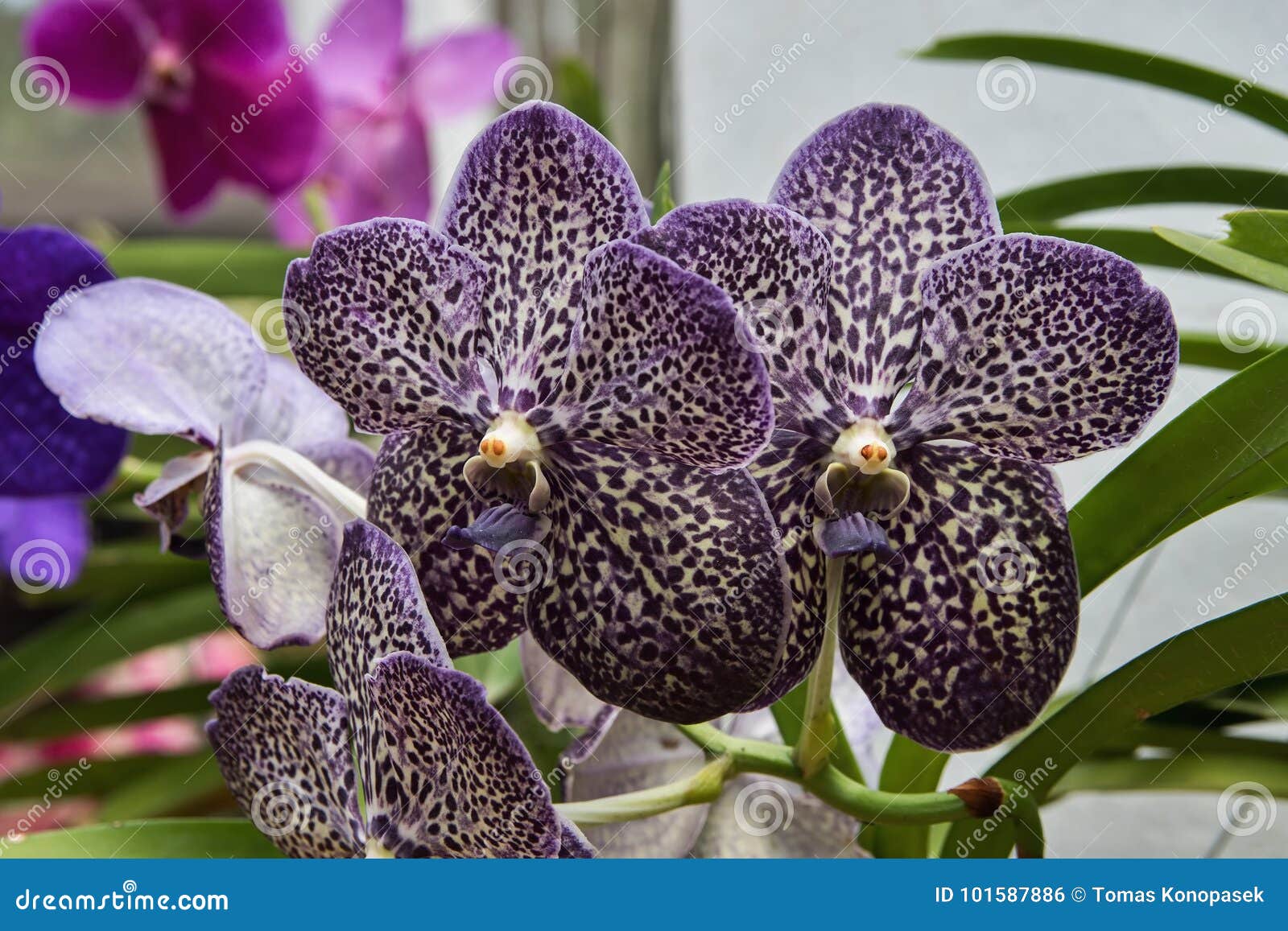 Roxo Escuro Uma Orquídea Manchada Foto de Stock - Imagem de floral,  violeta: 101587886