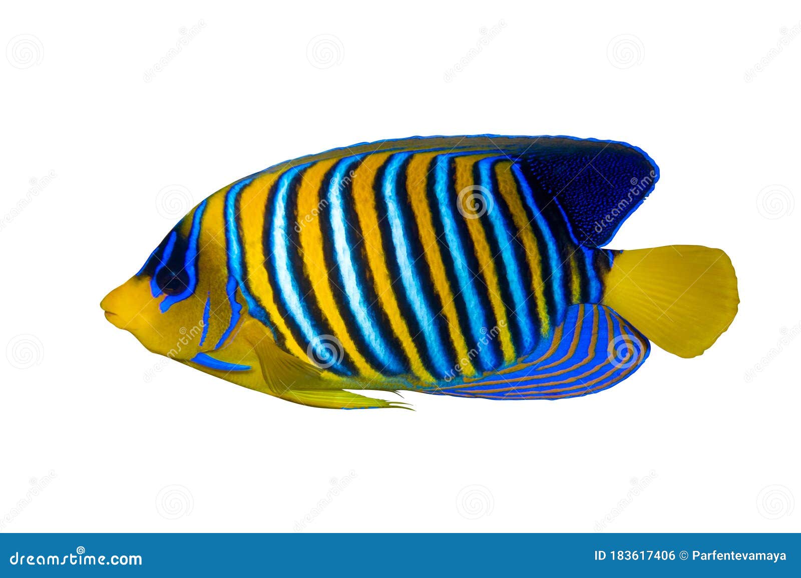 976,608 Fish Background Stock Photos - Free & Royalty-Free Stock Photos  from Dreamstime