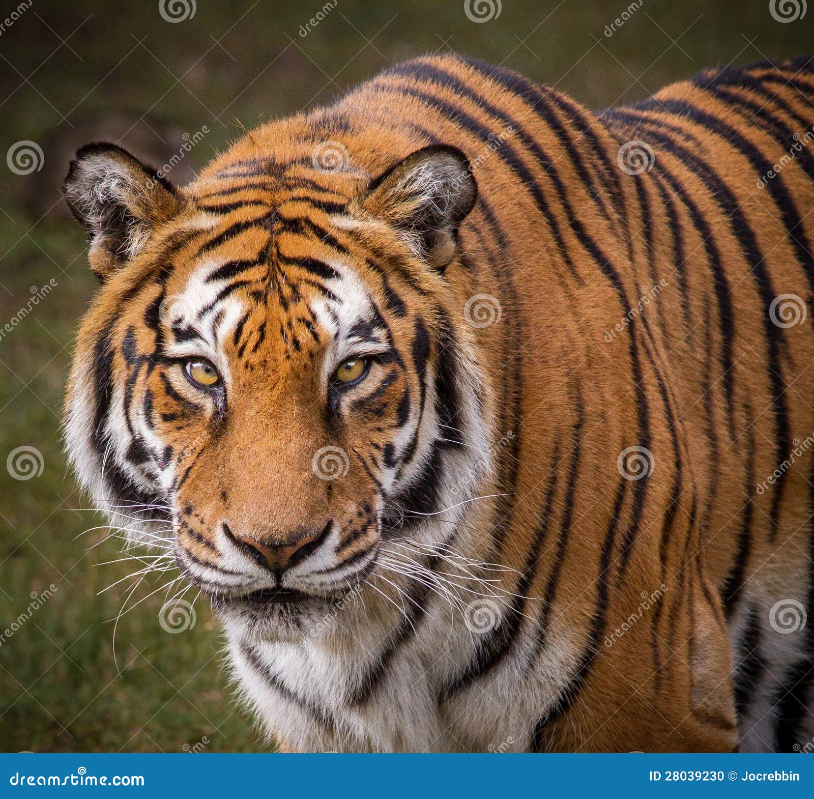 10.4 11 Tiger 10.4 11 Tiger