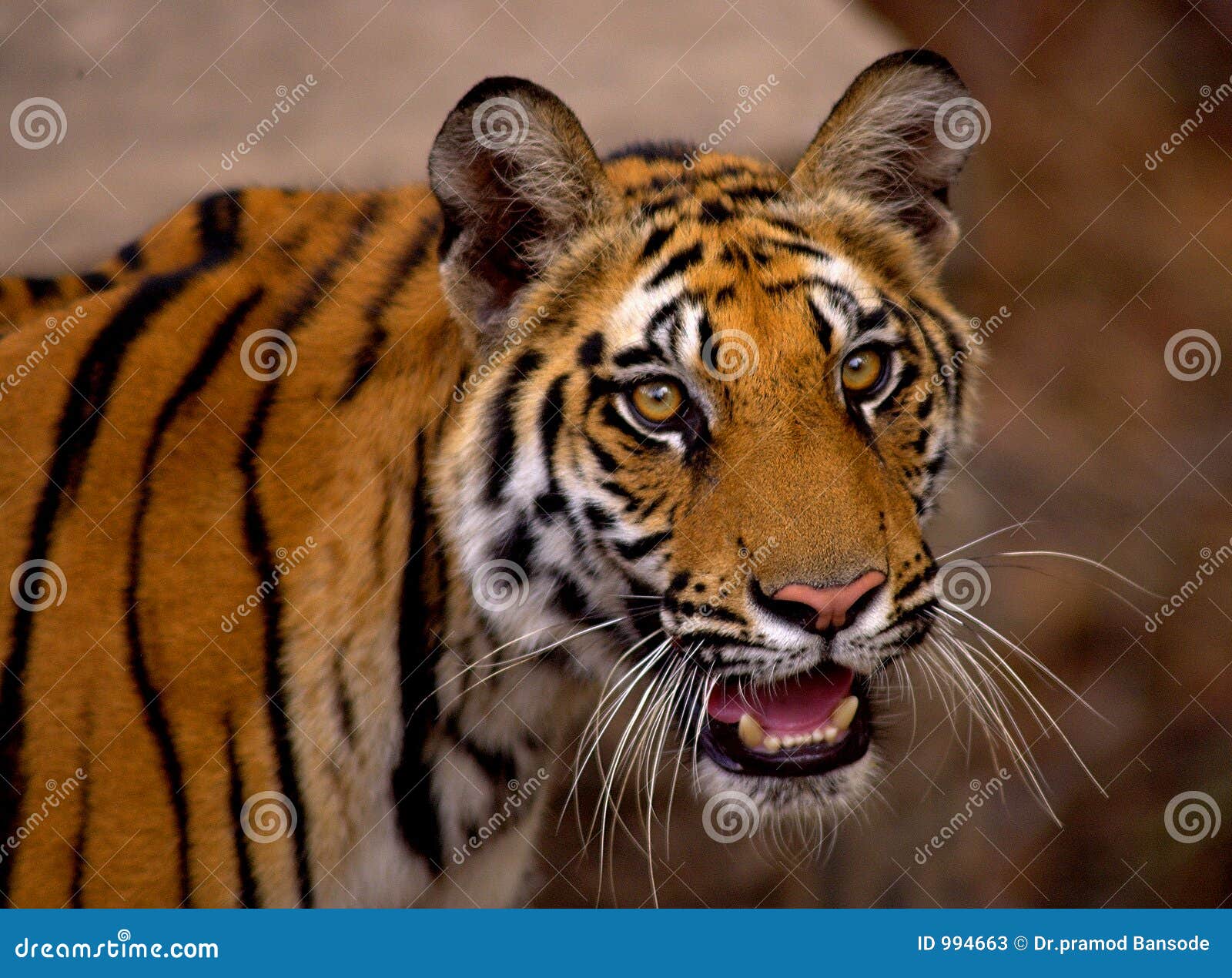 royal bengal tiger closeup