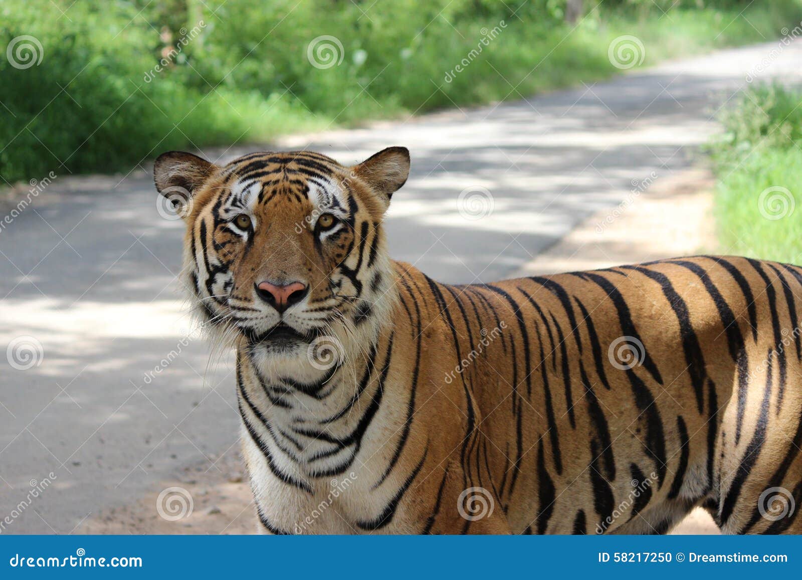 Royal Bengal tiger stock photo. Image of animal, wildlife - 58217250 Royal Bengal tiger stock photo. Image of animal, wildlife - 58217250