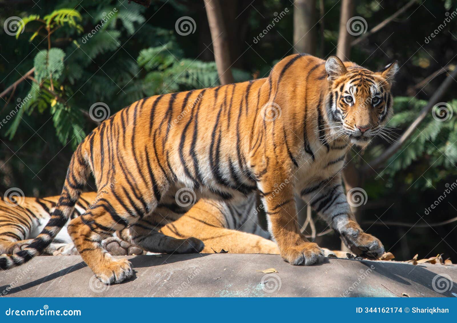 royal bengal tiger panthera tigris tigris subadult standing