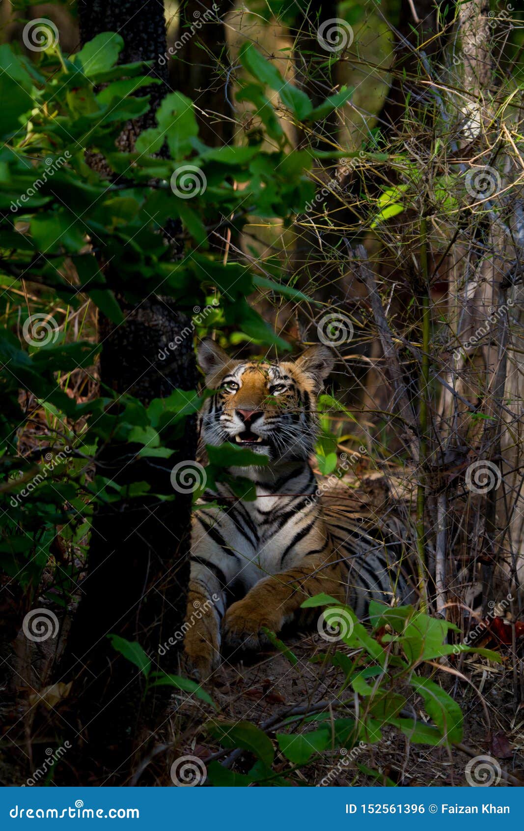 The Silent Killer in Your Pantry: Why Onions Are Dangerous for Canines Immediately