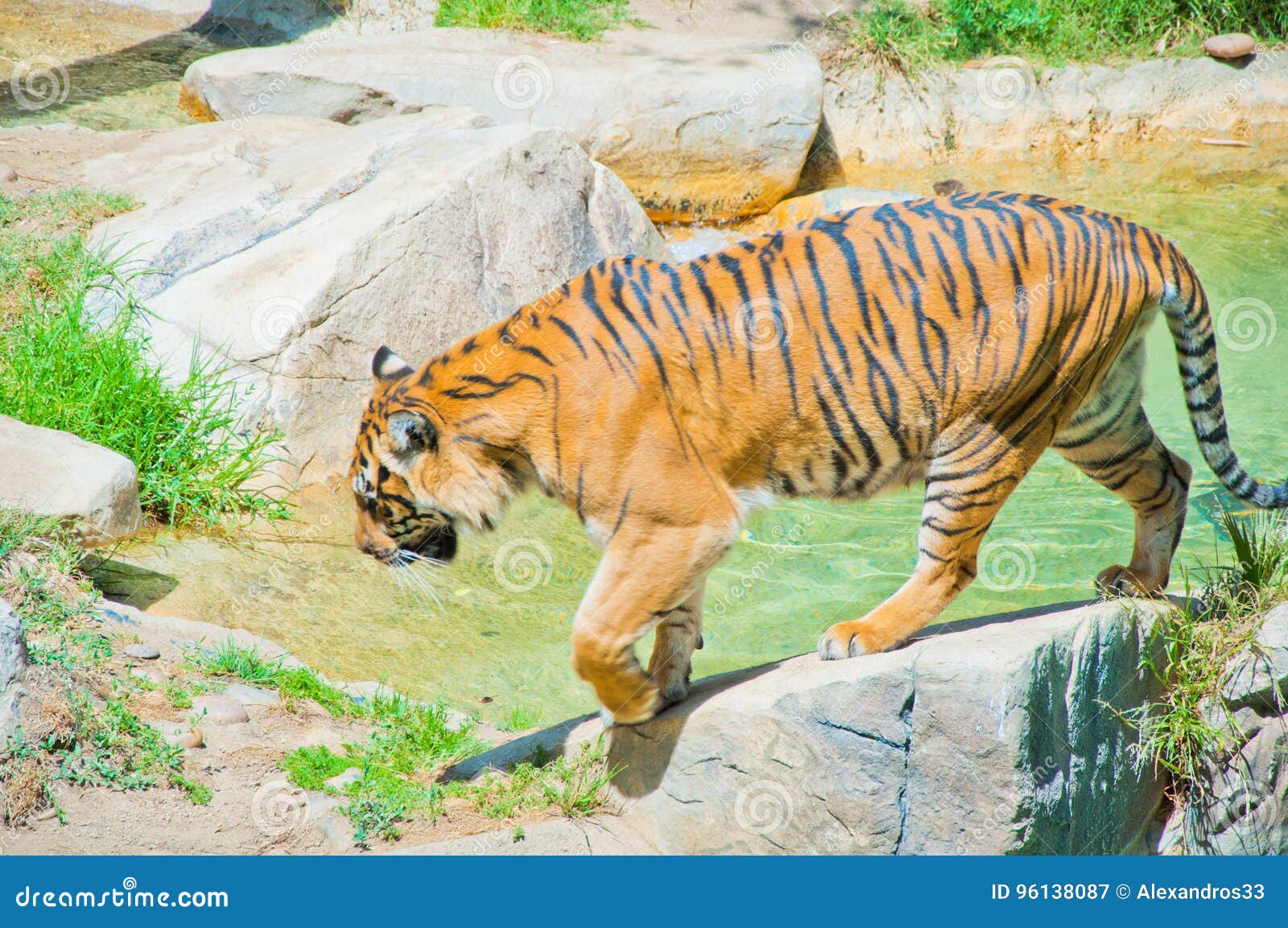 Royal Bengal tiger at zoo of Los Angeles