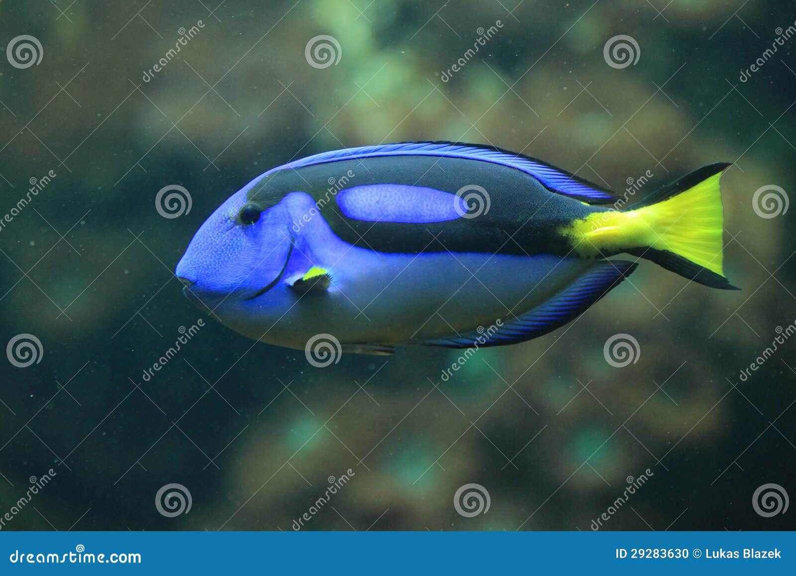 Royal blue tang stock photo. Image of hipppo, hepatus 29283630