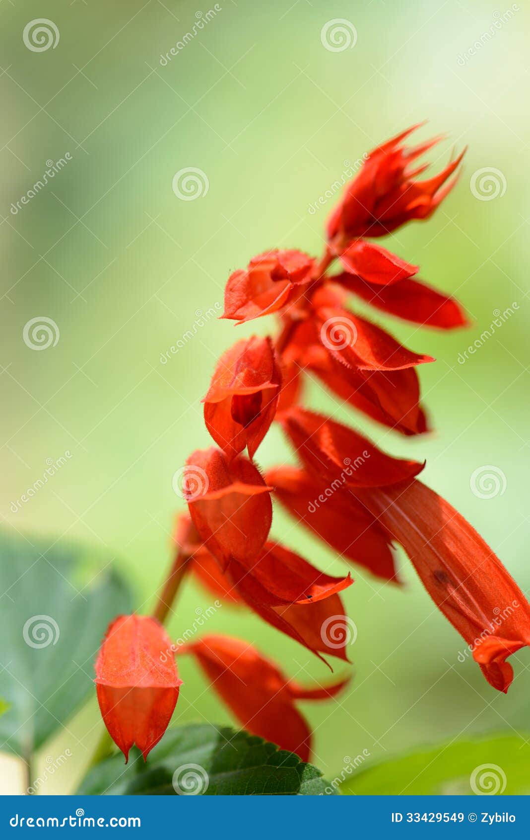 Royal Botanic Gardens. Different Types of Flowers Stock Image Image of botany, decorative