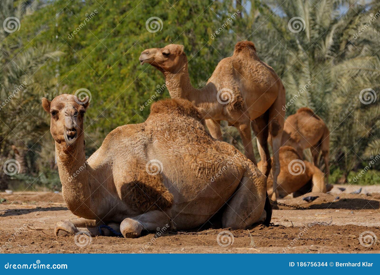 Royal Camel Farm, Kingdom of Bahrain Stock Photo - Image of kingdom ...