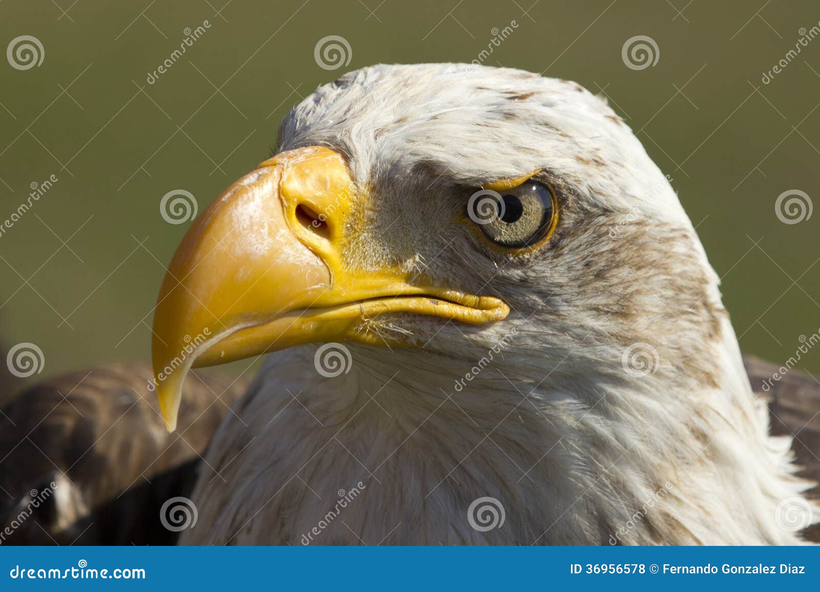 royal eagle