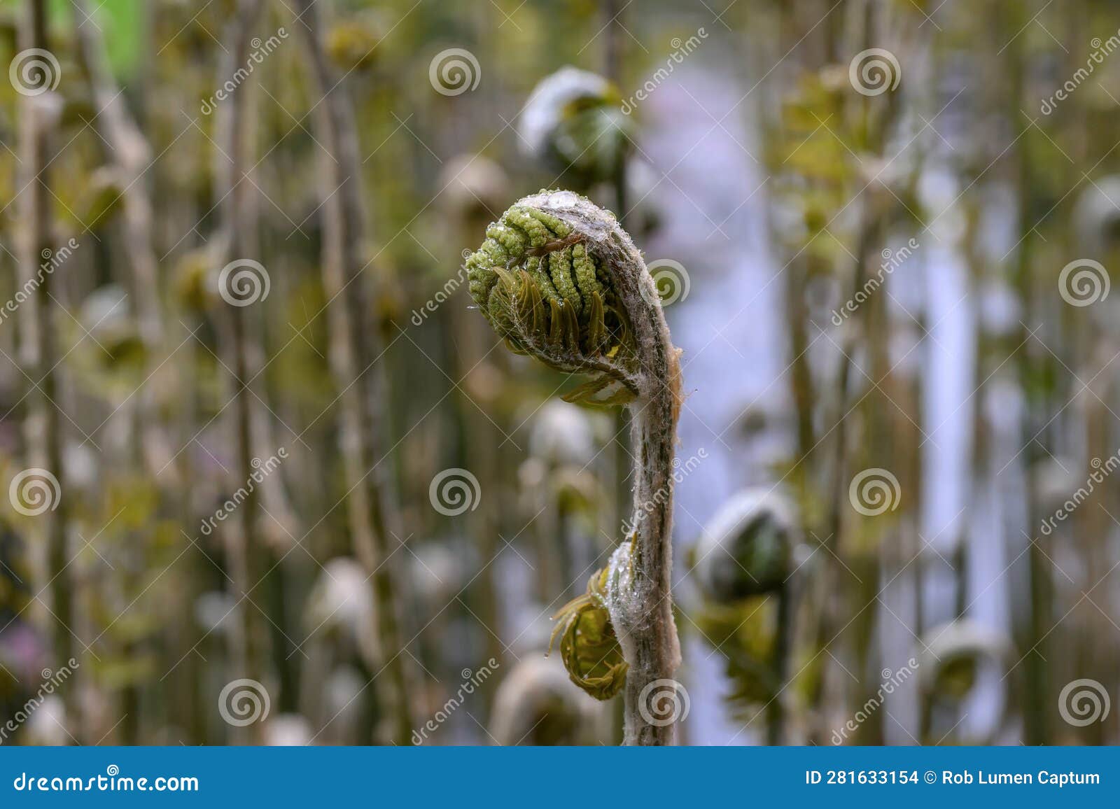 royal fern osmunda regalis, unfolding frond at a river bank