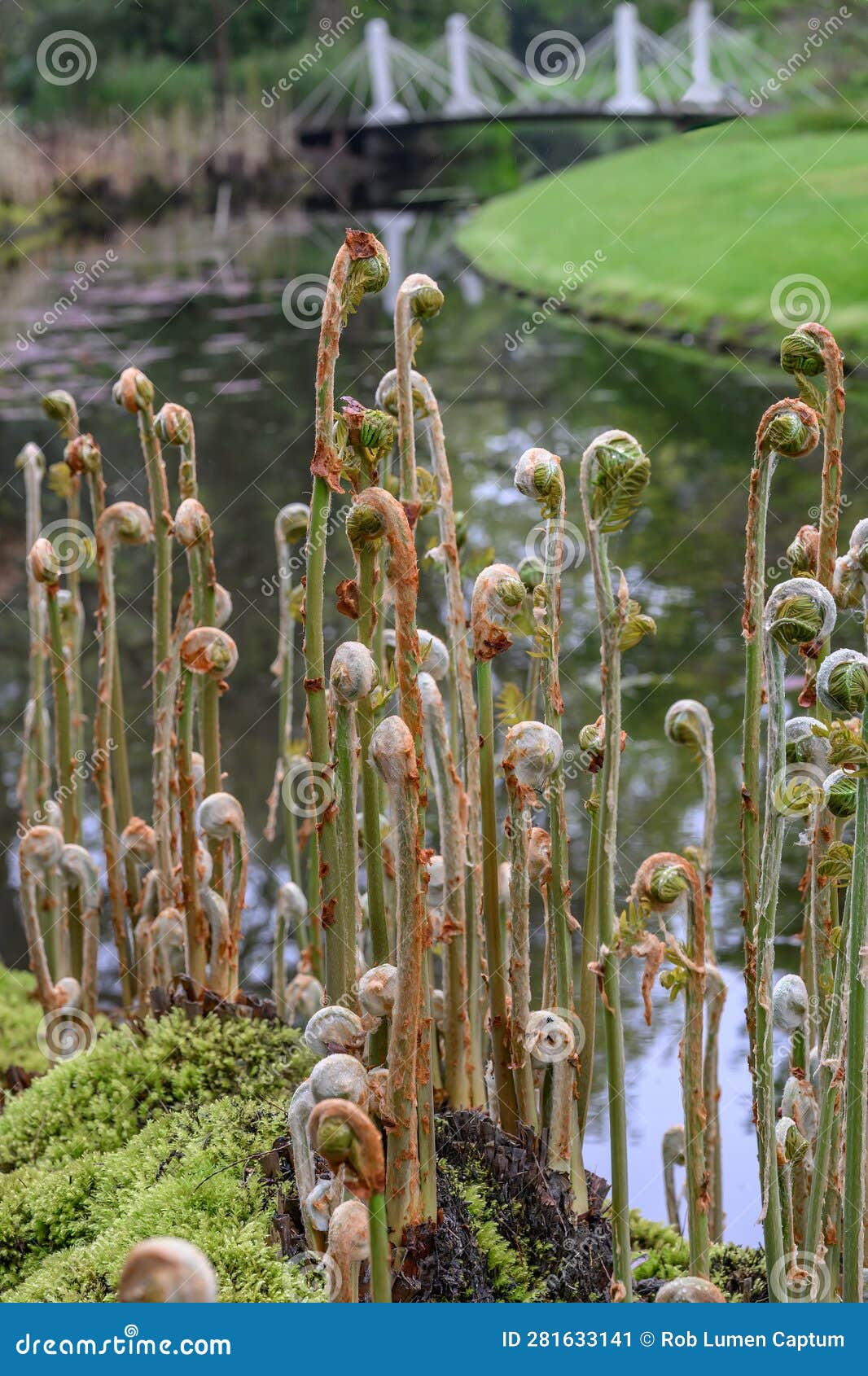 royal fern osmunda regalis, unfolding fronds in a park