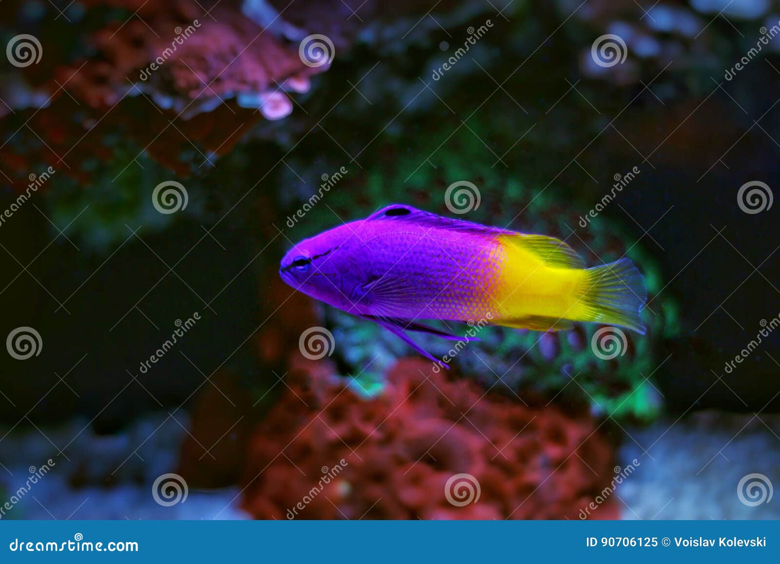 royal gramma aquarium fish