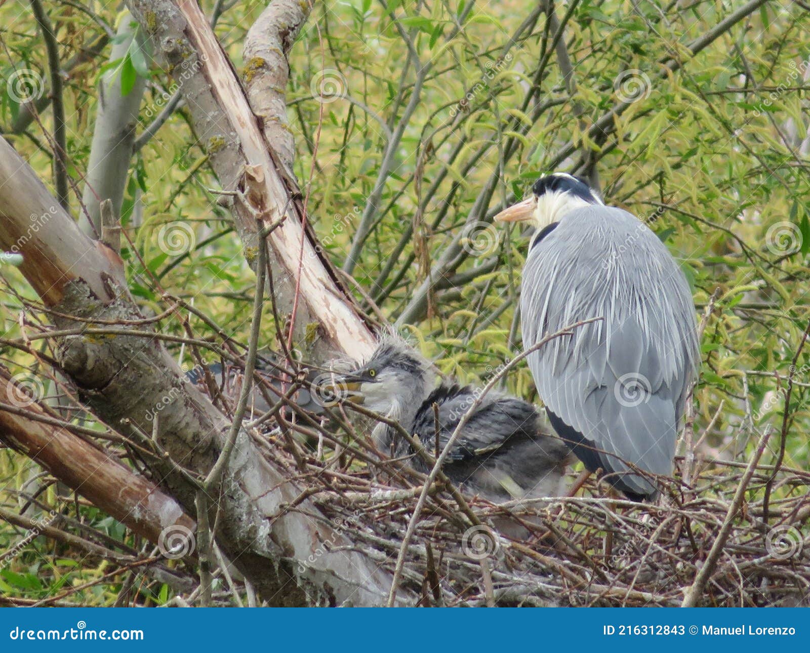 royal heron nest with chick caring for and feeding family
