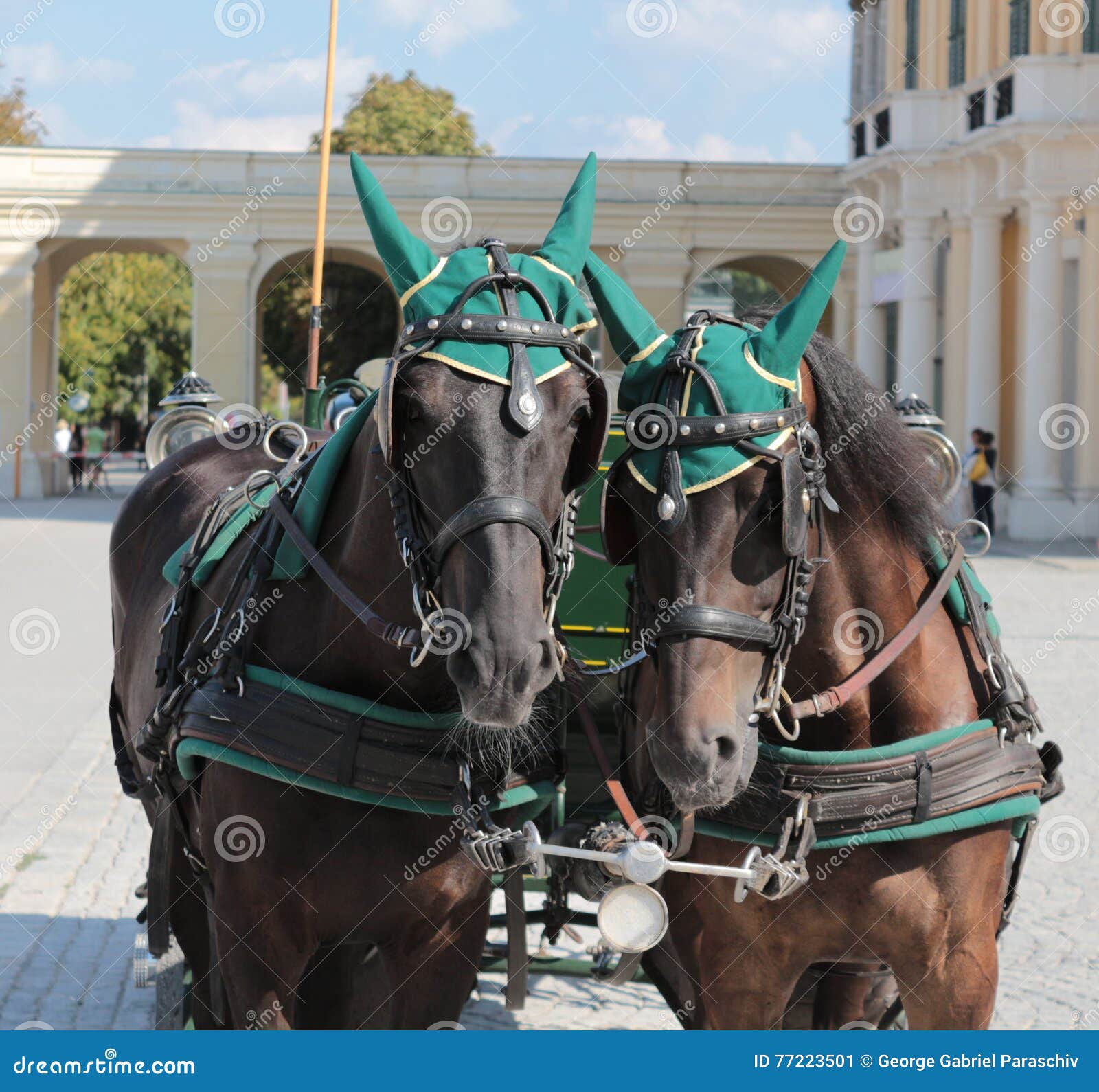 royal horses at schonbrunn, viena