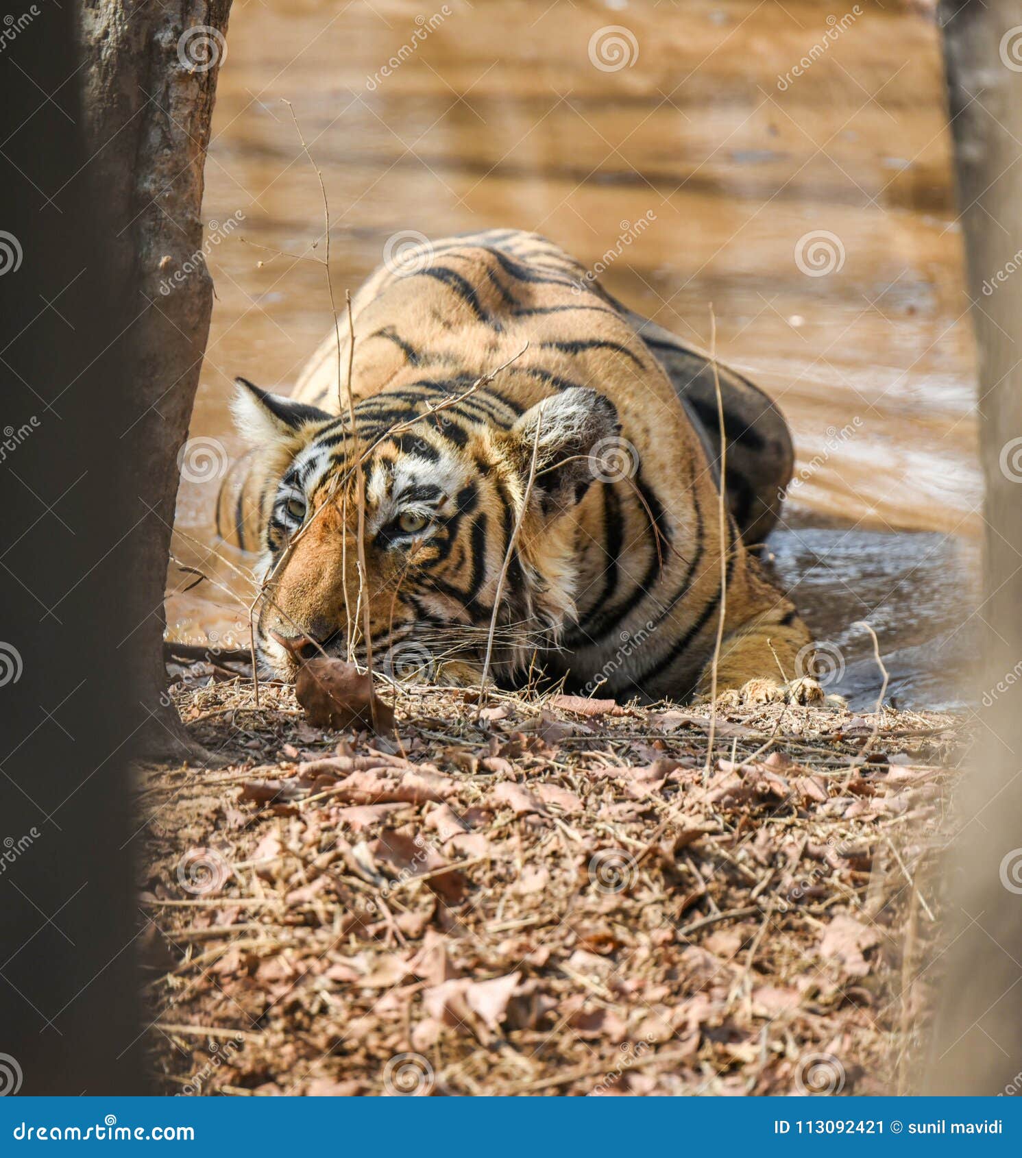 Bengal Tiger Food