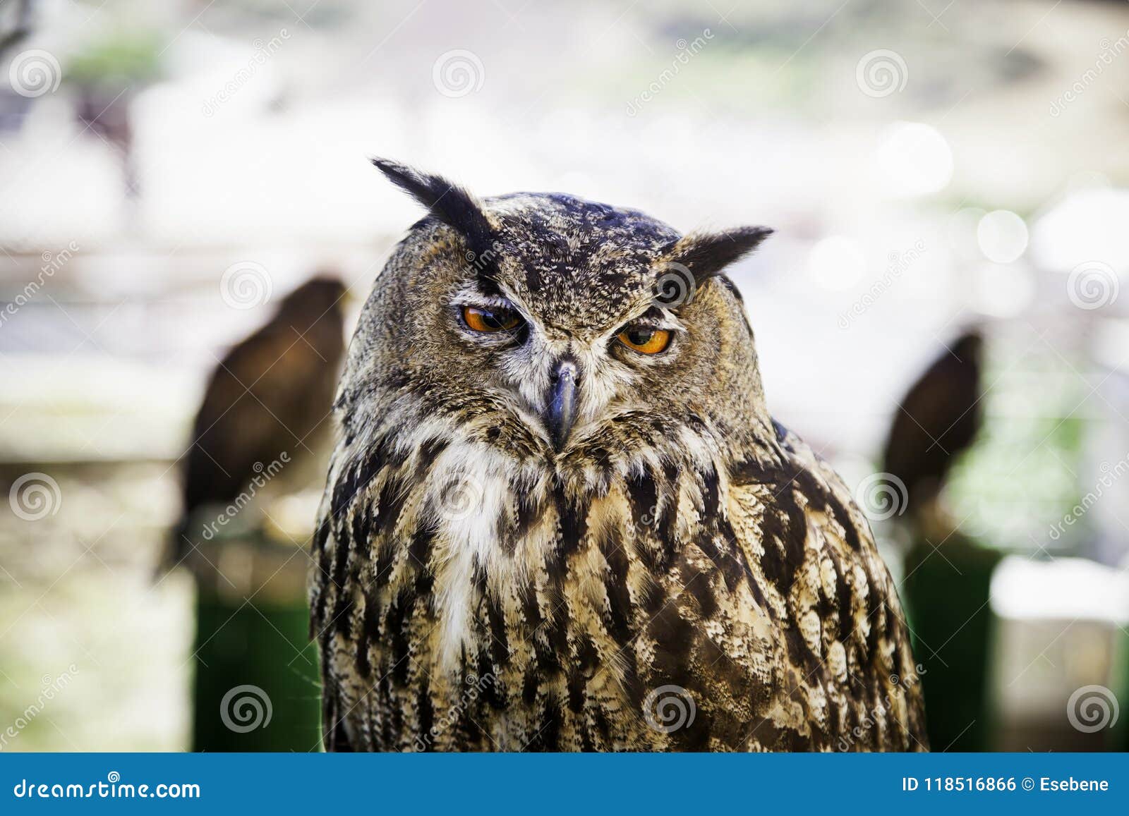Royal Owl in a Display of Birds of Prey, Power and Size Stock Photo ...