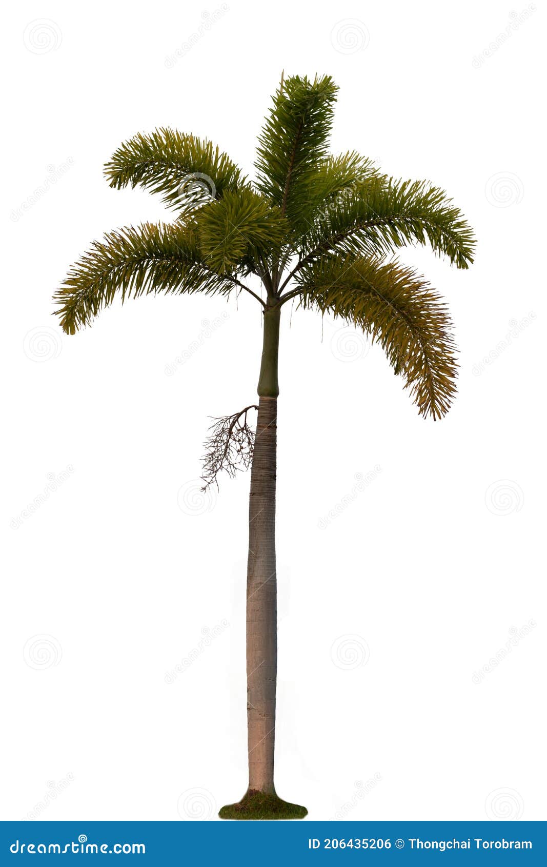 Royal Palm Roystonea regia 20 Seeds