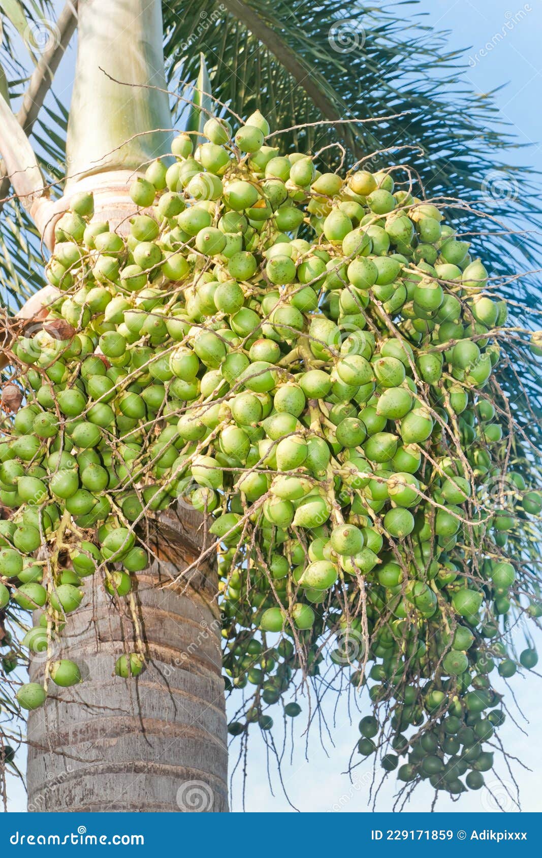 Royal Palm Roystonea Regia HBK.Cook Stock Image - Image of leaves ...