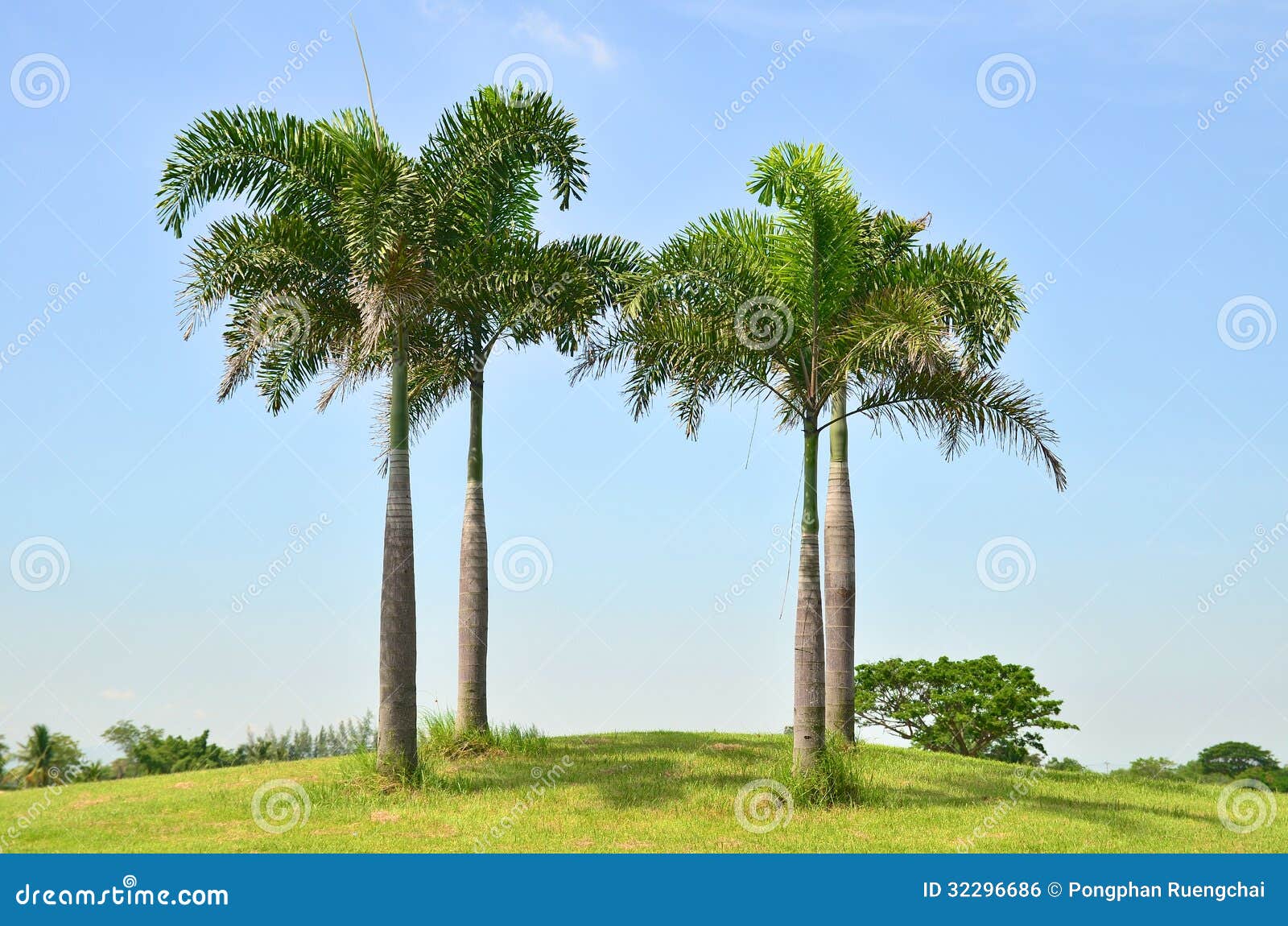 7,199 Royal Palm Tree Stock Photos - Free & Royalty-Free Stock