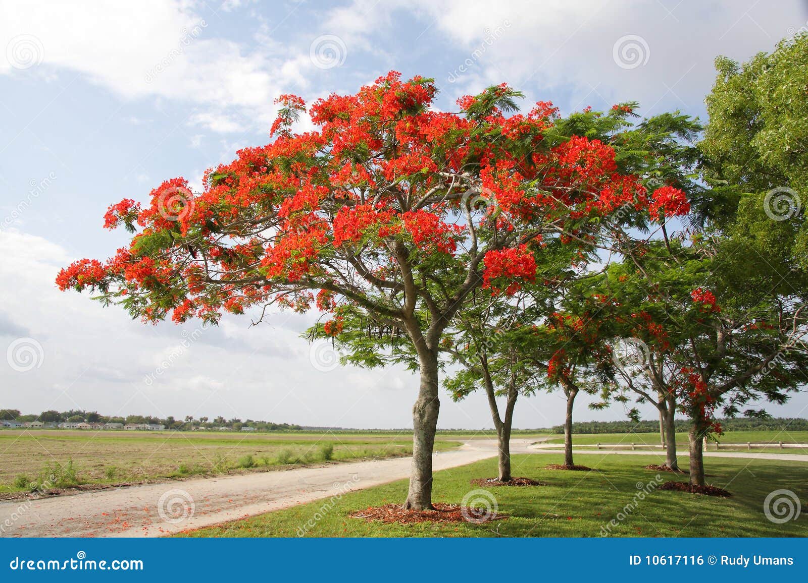 Royal Poinciana Tree stock photo. Image of beauty, blossoms 10617116