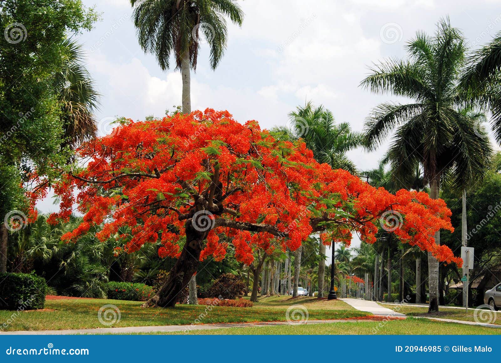 royal poinciana tree