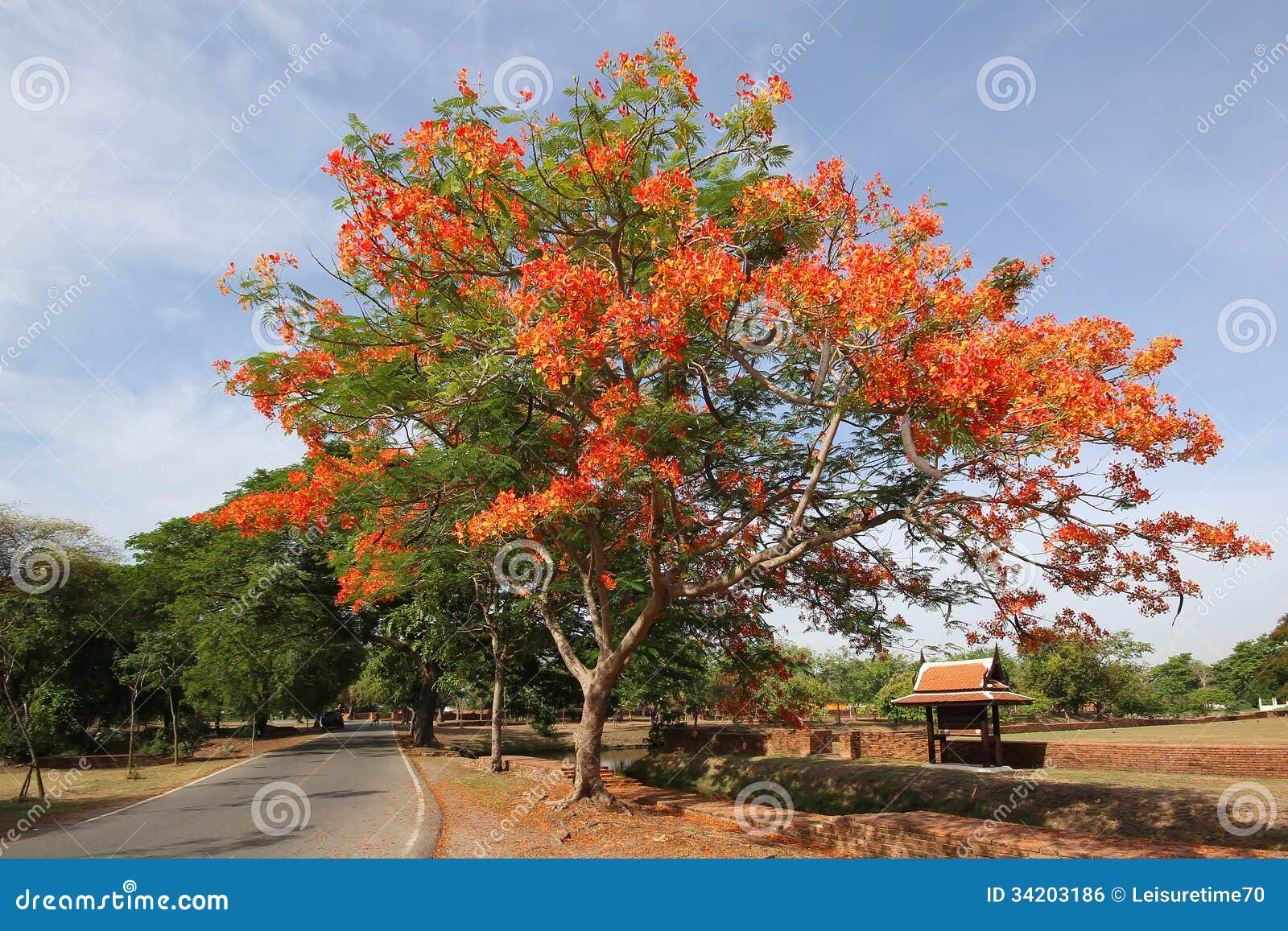 Royal poinciana tree stock photo. Image of nature, background 34203186