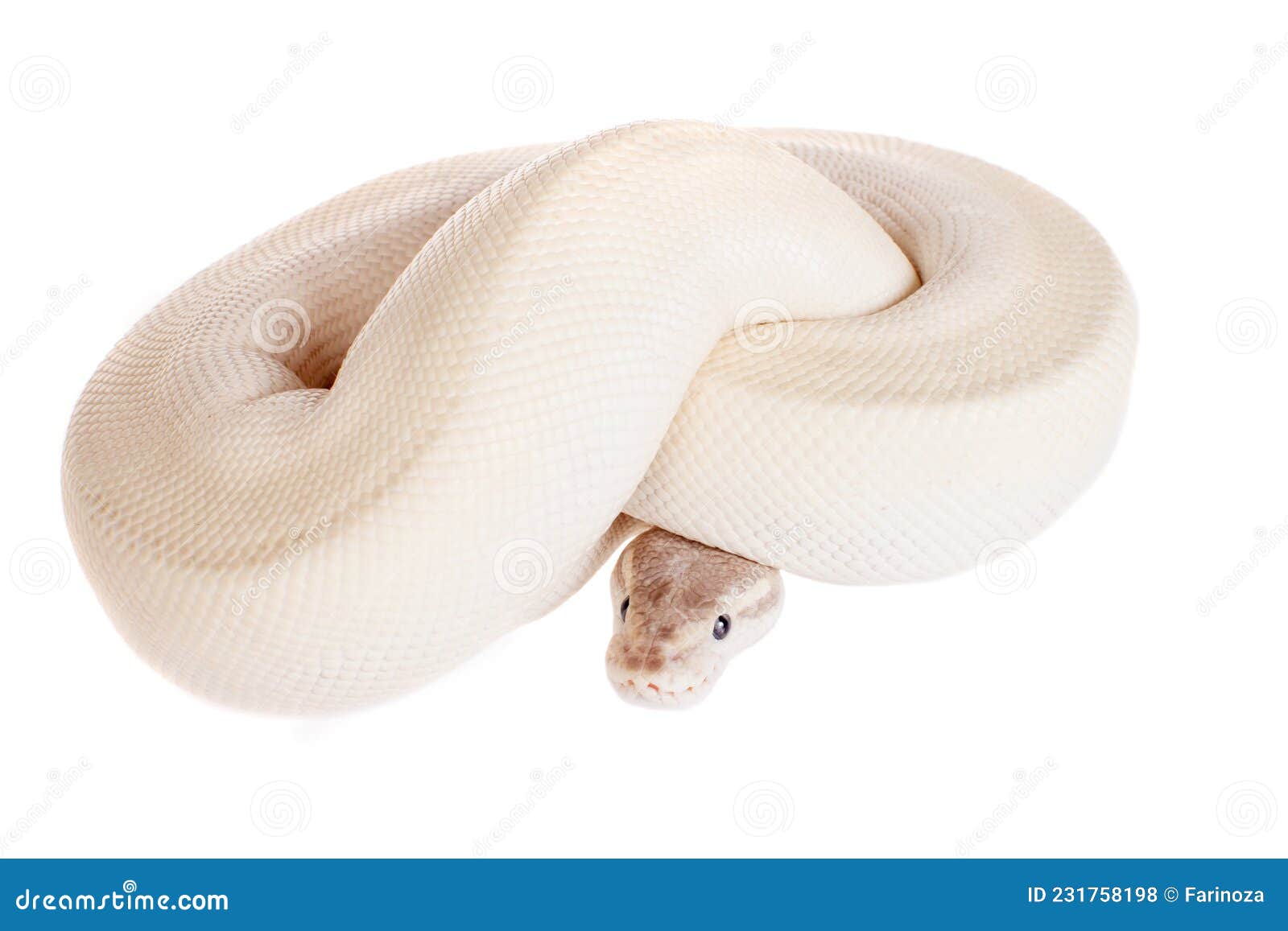 Royal Python, or Ball Python on White Stock Photo - Image of dangerous ...