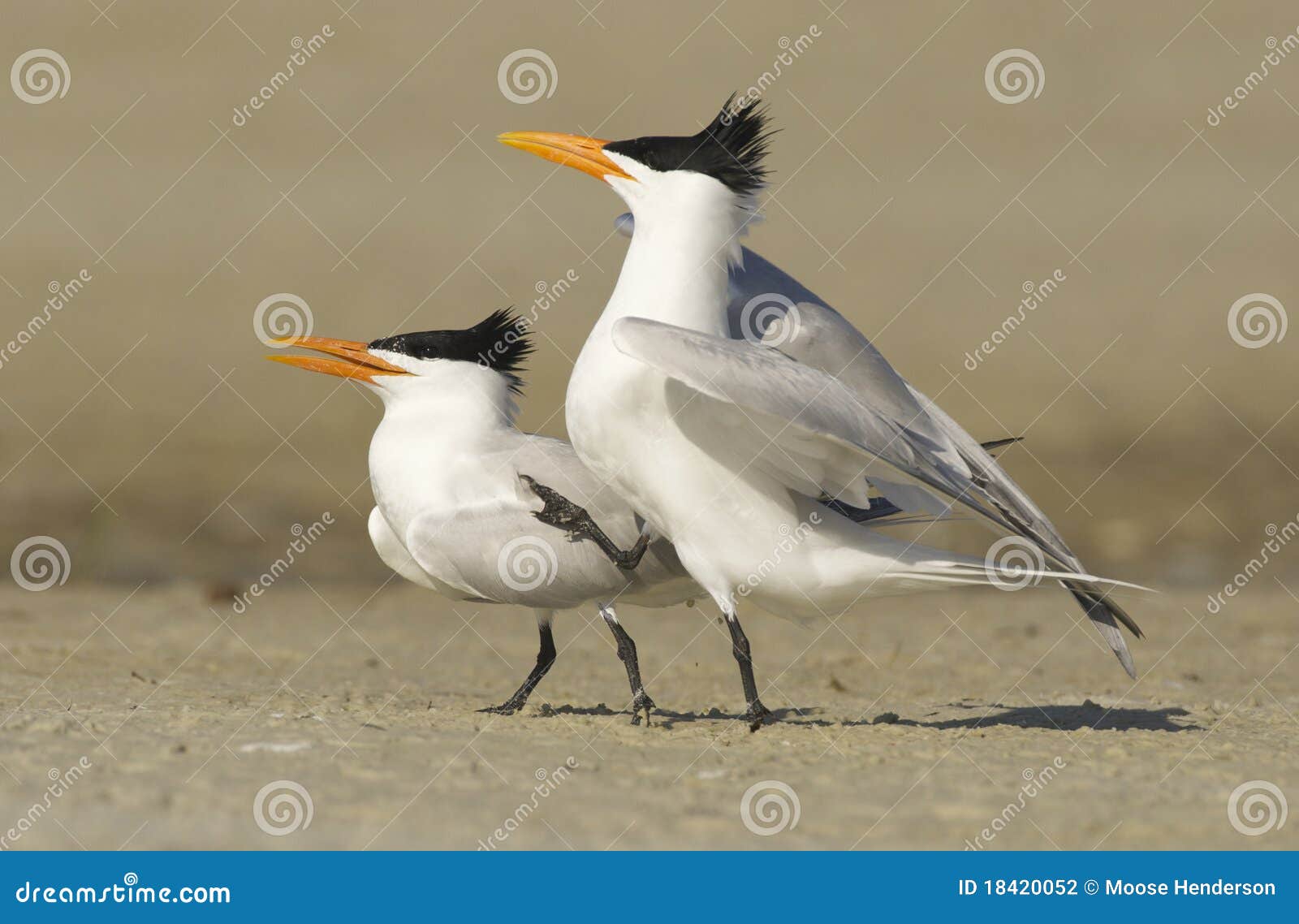 royal tern, sterna maxima