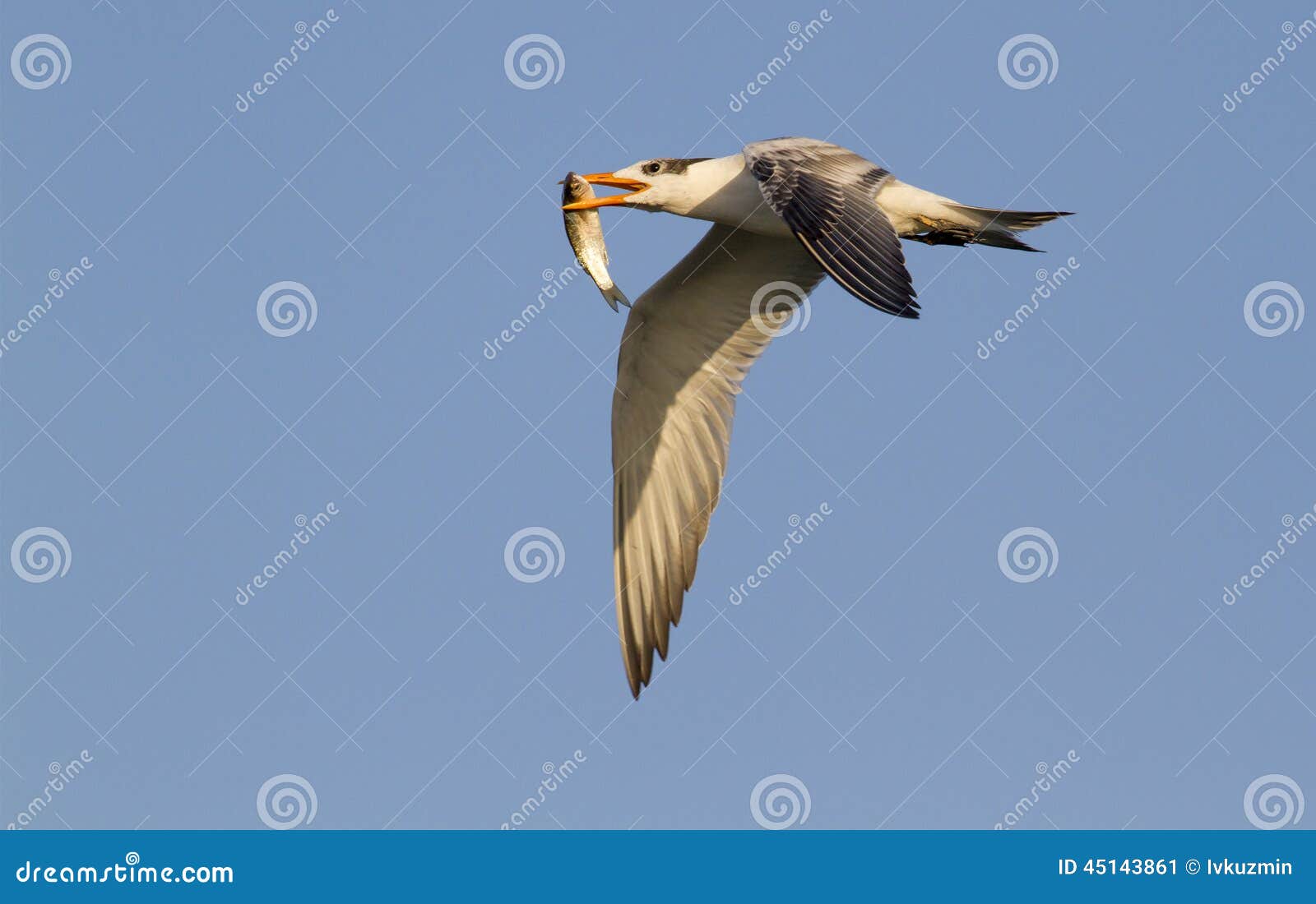 royal tern (sterna maxima) flying with a fish