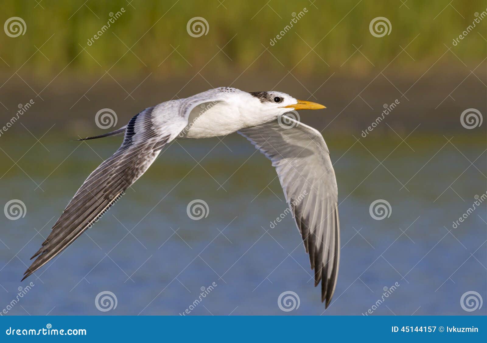 royal tern (sterna maxima) flying.